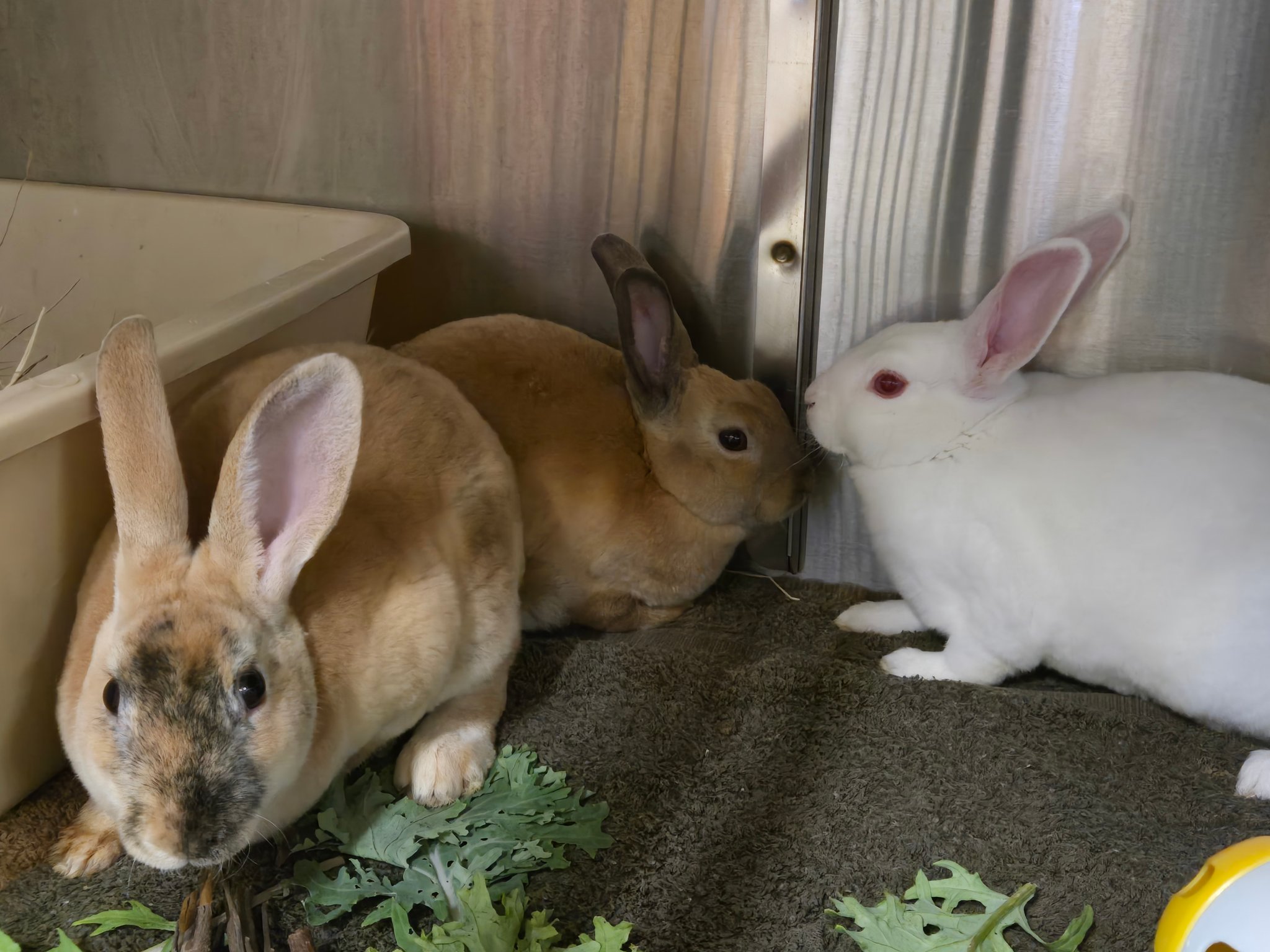 Wisconsin House Rabbit Society | Facebook