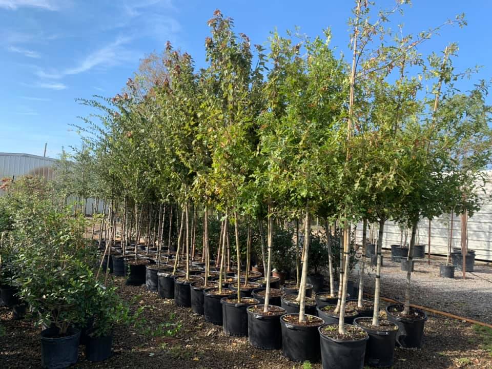 More trees have arrived! All 15 gallon, nice, tall trees.. all $135 ...