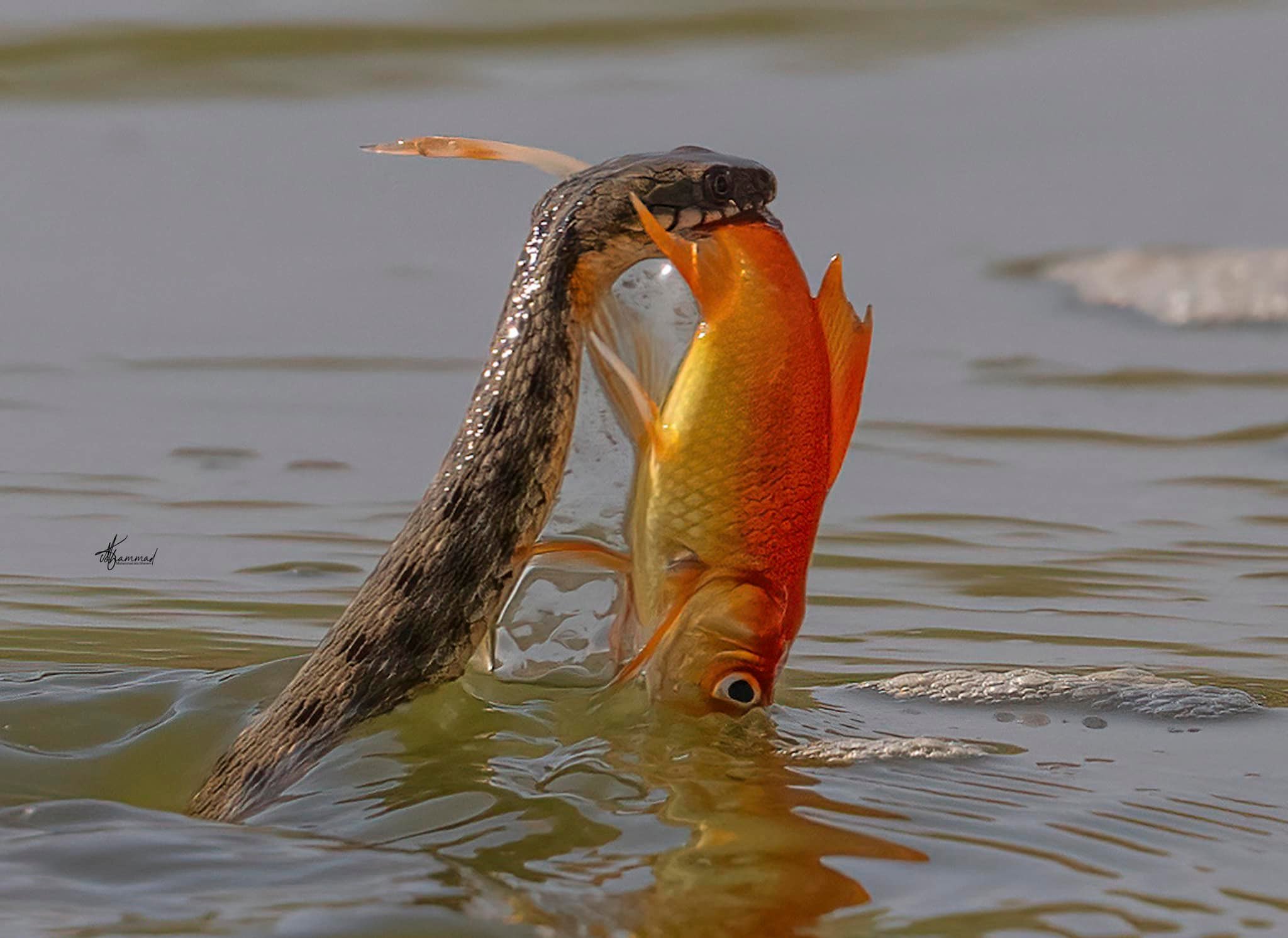 A water snake with 🐠📸 1/2500 f/6.3 iso800 Nikon z9