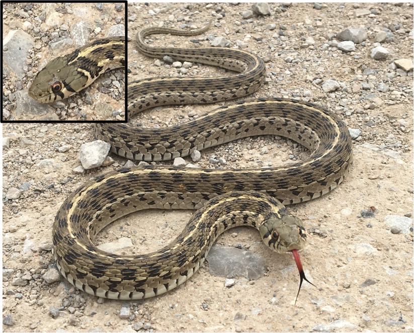 Anfibios - Sochuate (Thamnophis marcianus) 🐍 Esta es una serpiente ...