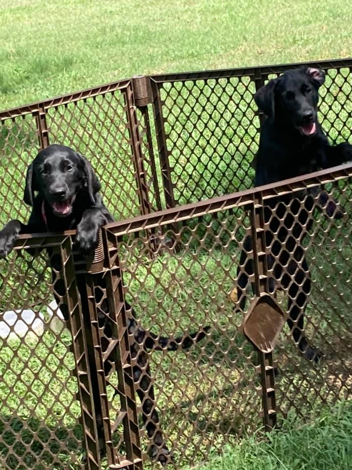 Freedom Labradors