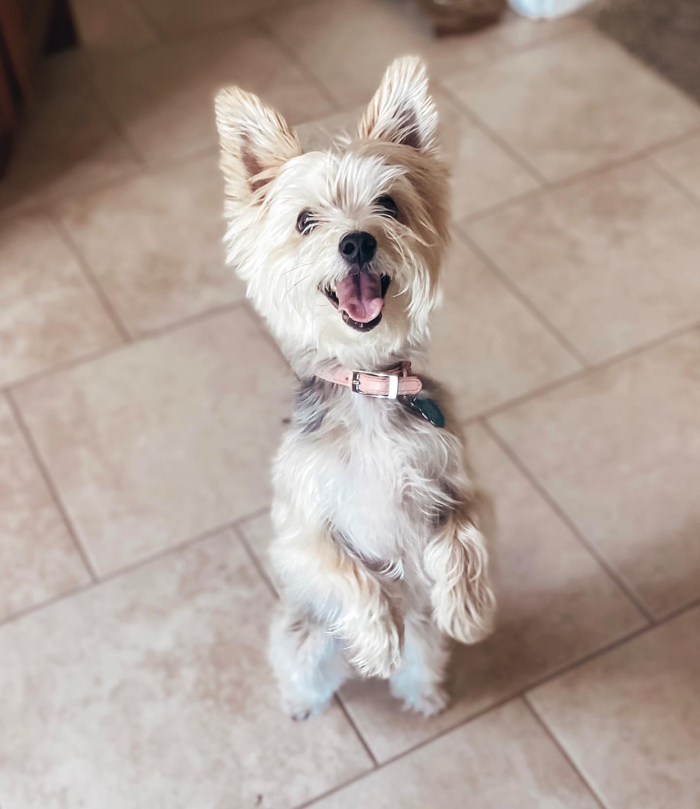 We can not get enough of Miss Roxie! Roxie is a 5 year old Morkie who ...