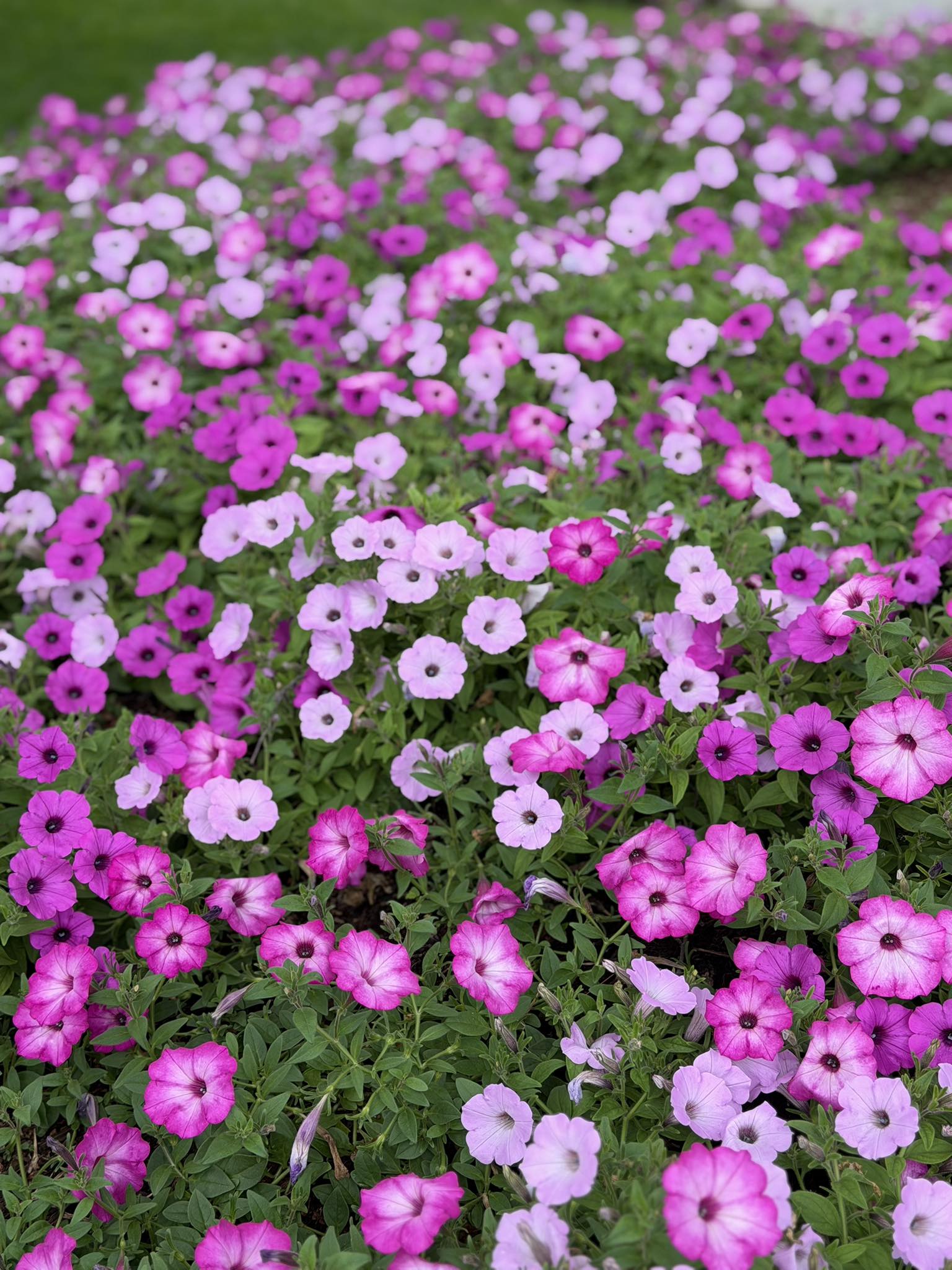 Supertunia Vista Jazzberry, Cool Jazz, and Pink Tiara combination