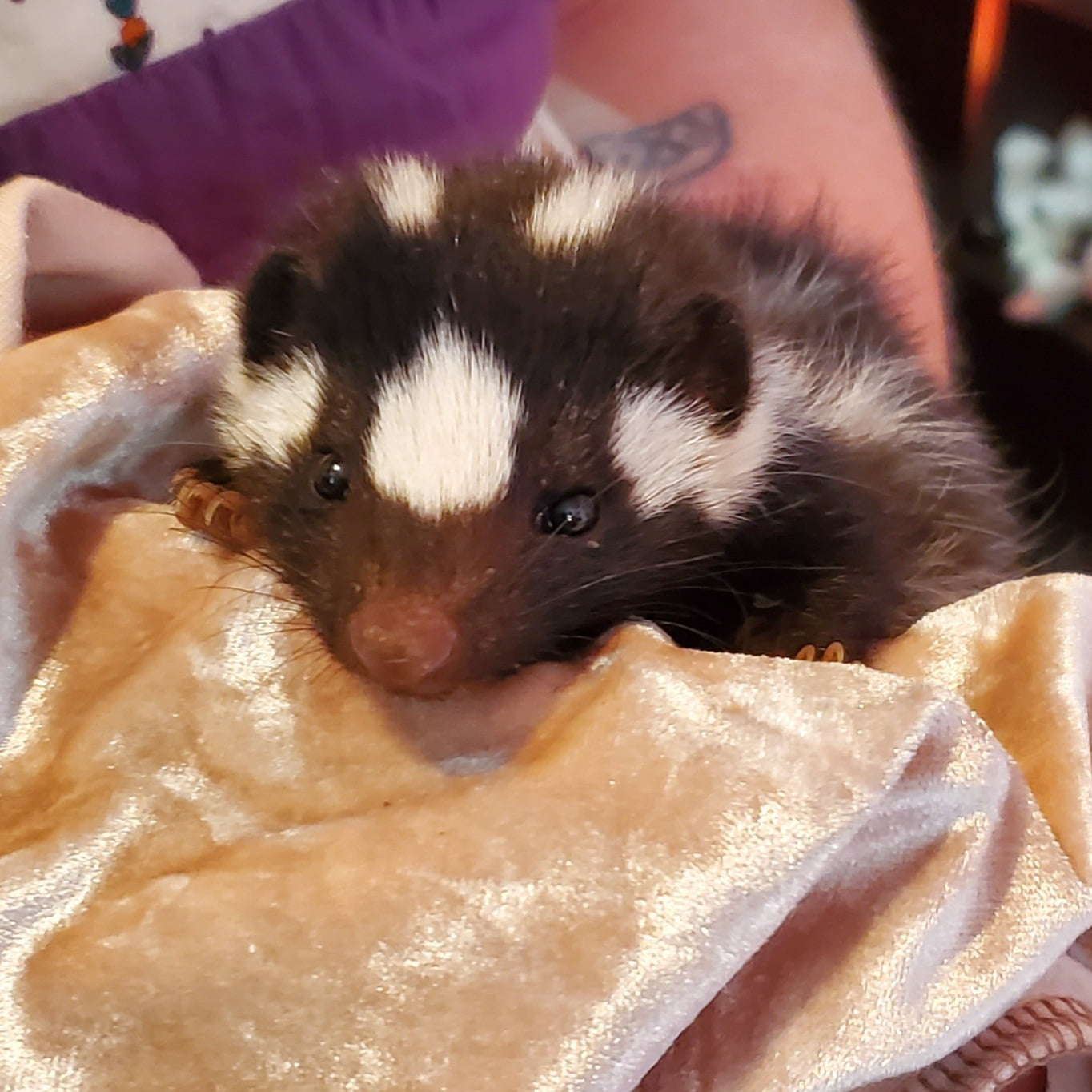 Turtle Ridge Wildlife Center | Lyons OR