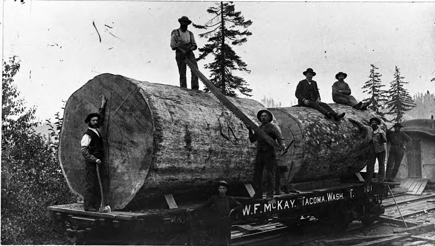 Rob - 1888. Eight loggers pose with two large sections of logs that are ...