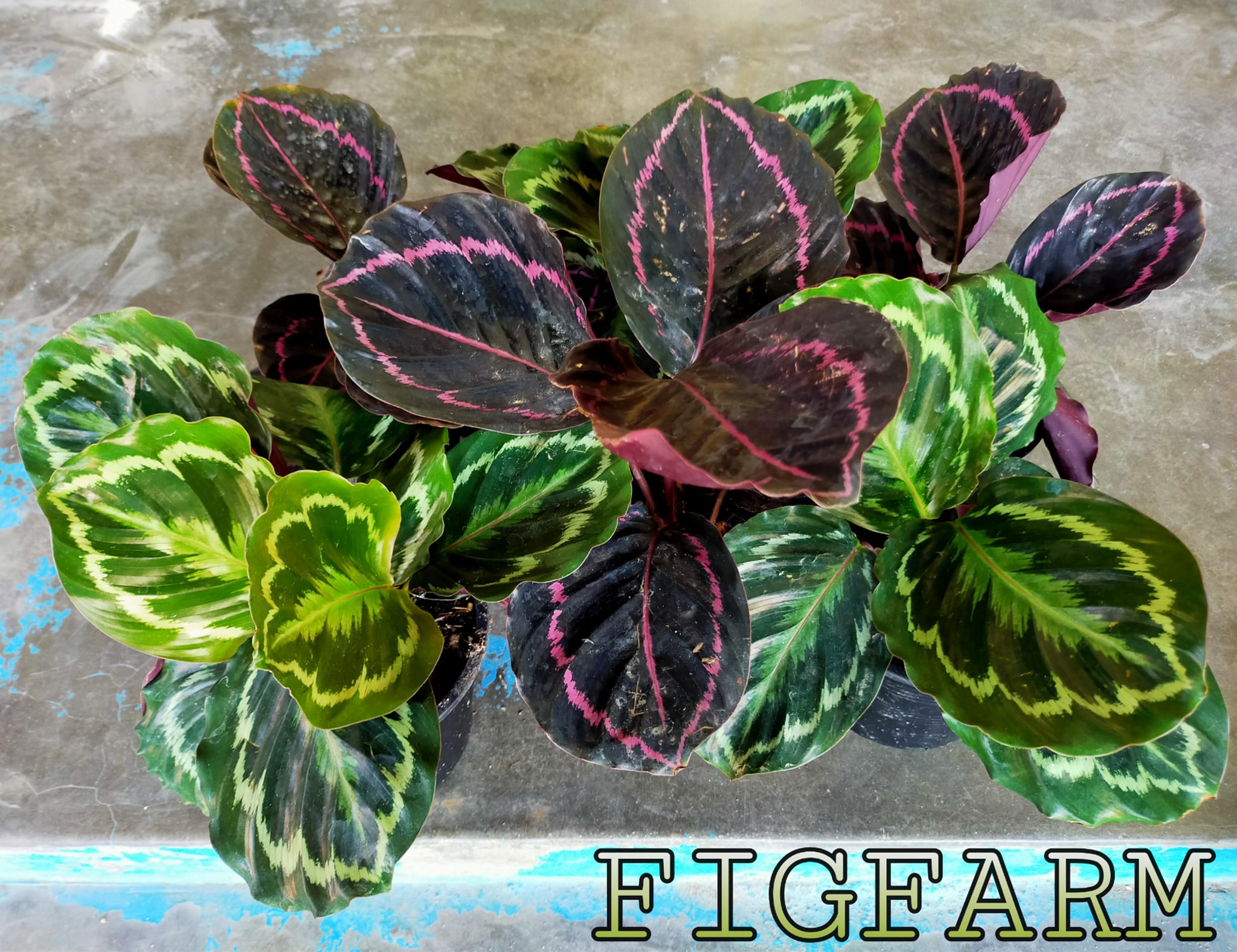 Fig Farm - Fig Farm added a new photo.