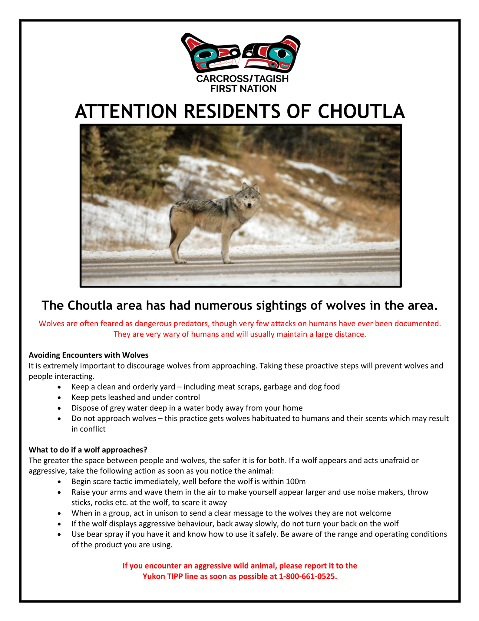 🐺 Wolf sighting warning! 🏠... - Carcross/Tagish First Nation | Facebook