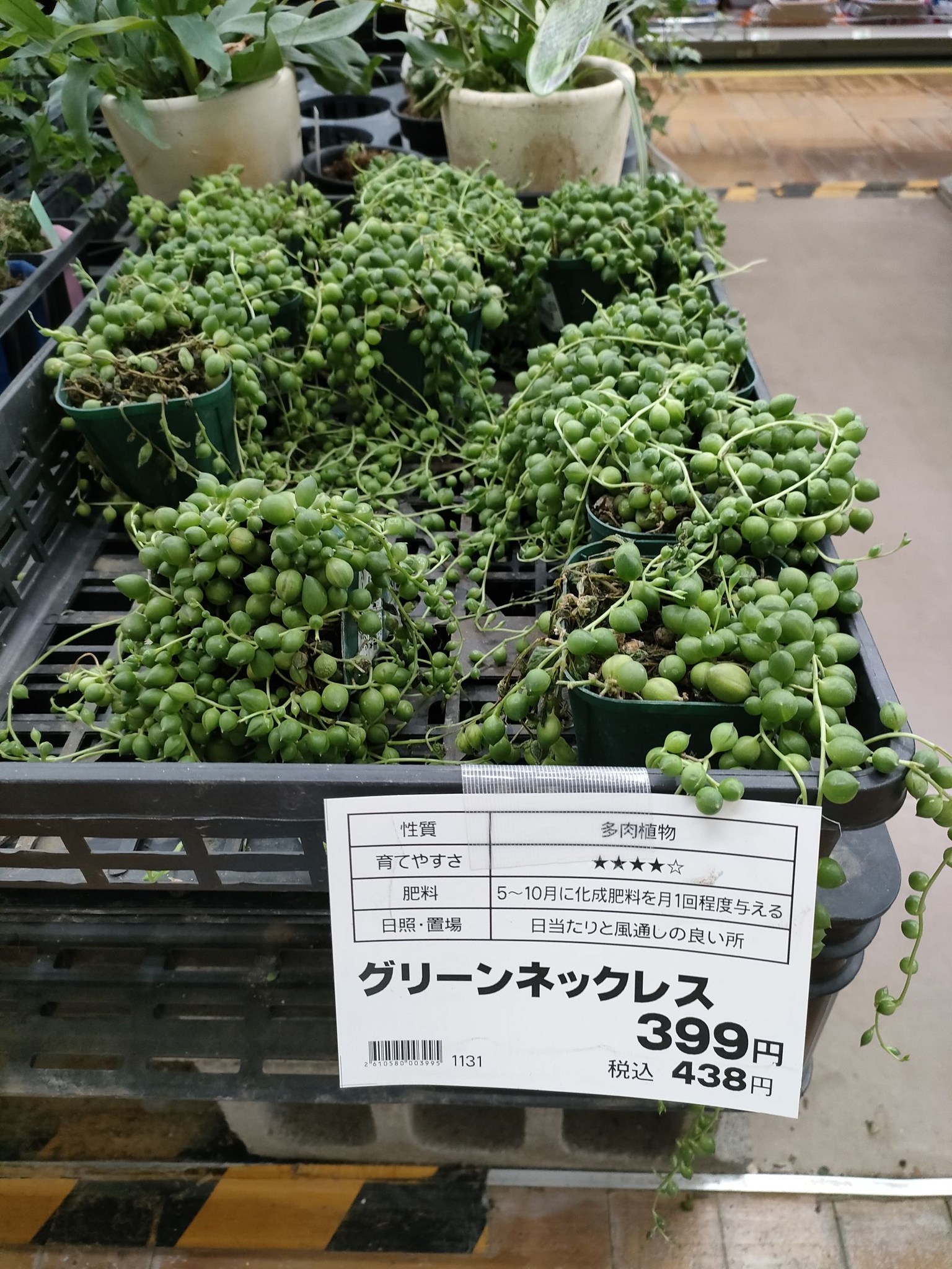Top【選抜株】多肉植物 26174フランク 6個 鉢無し/脱土 気になっていた 