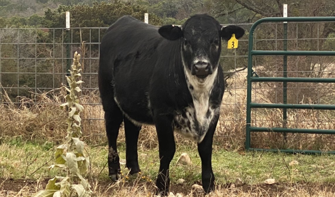 3P Family Ranch | Walnut Springs TX