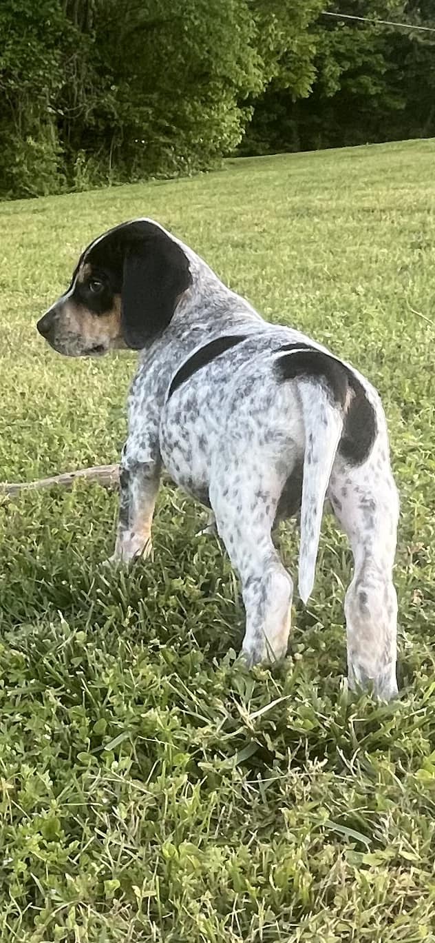 2025 Kraken Pup Hunt winner Whatz Kraken Rip