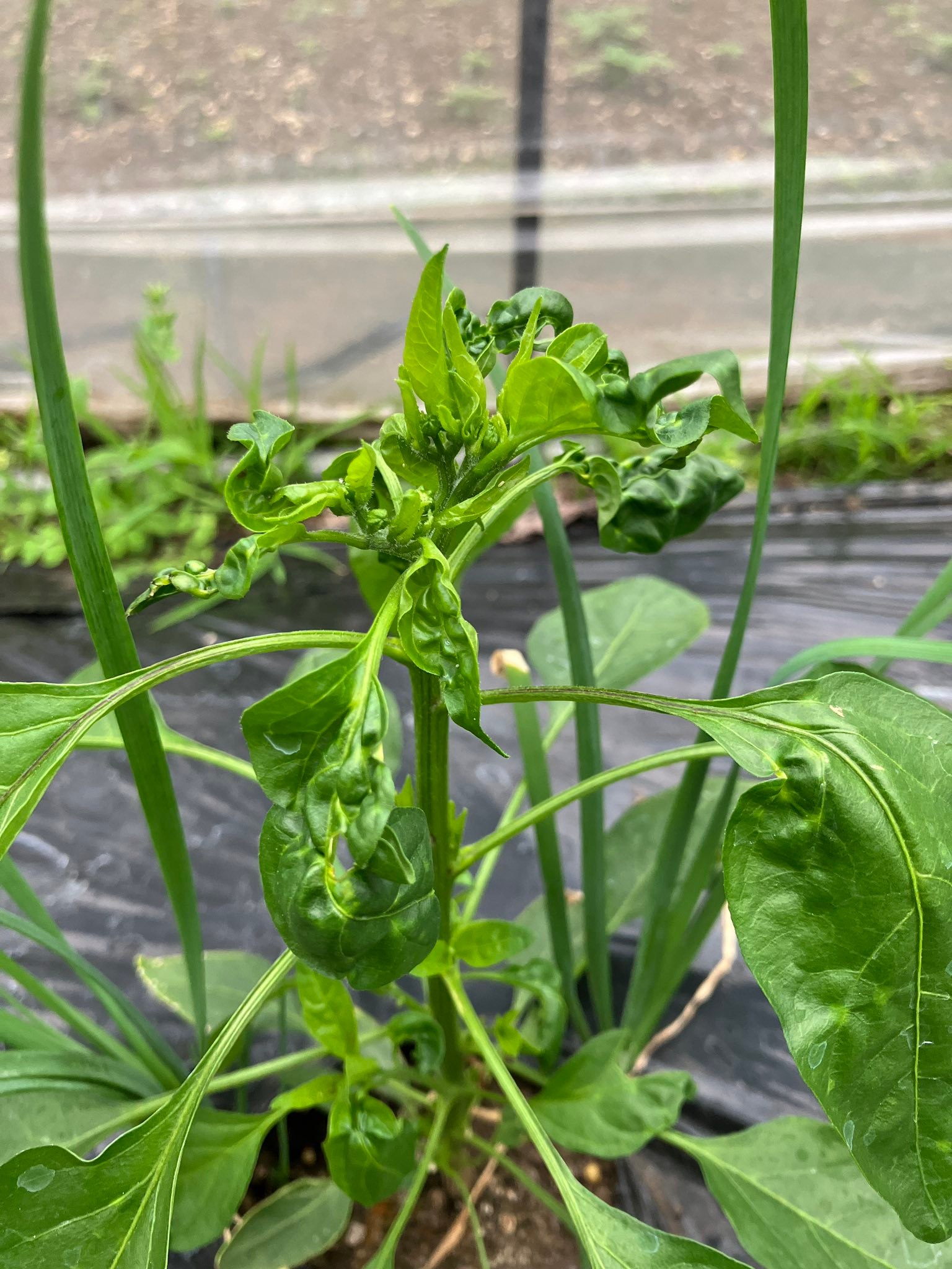 ししとうの穂先が、、、