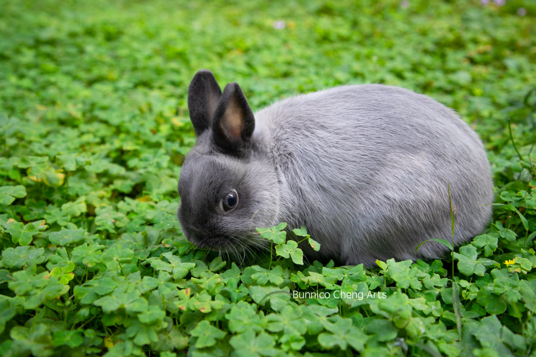 歡迎預約 🐇 友愛兔攝影 💕 服務，留下有愛兔的美好印象。... - Friend Rabbit 友愛兔