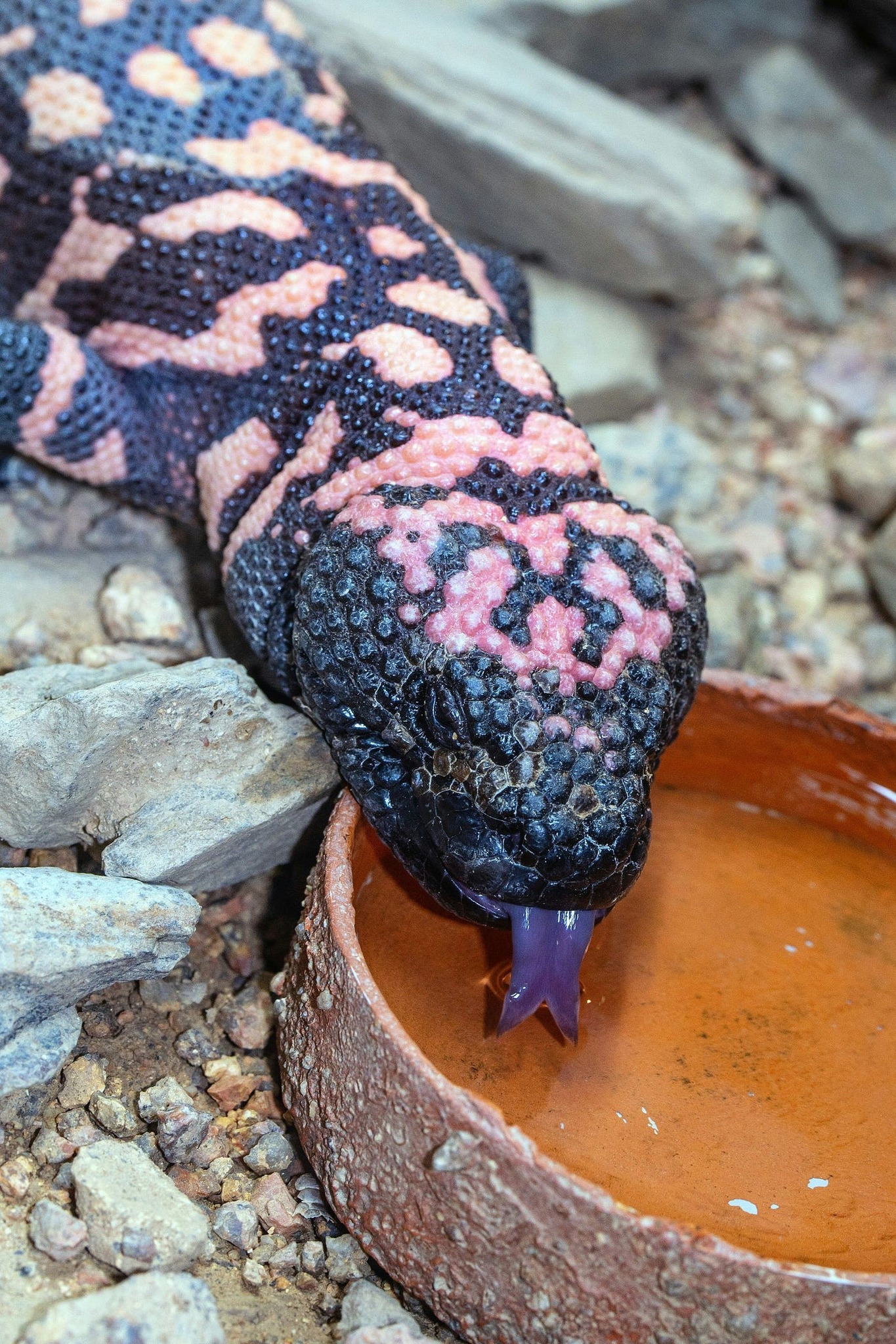 glp-1 lizard venom How a Canadian scientist and a venomous helped pave the way for Ozempic Ozempic Literally Came From a