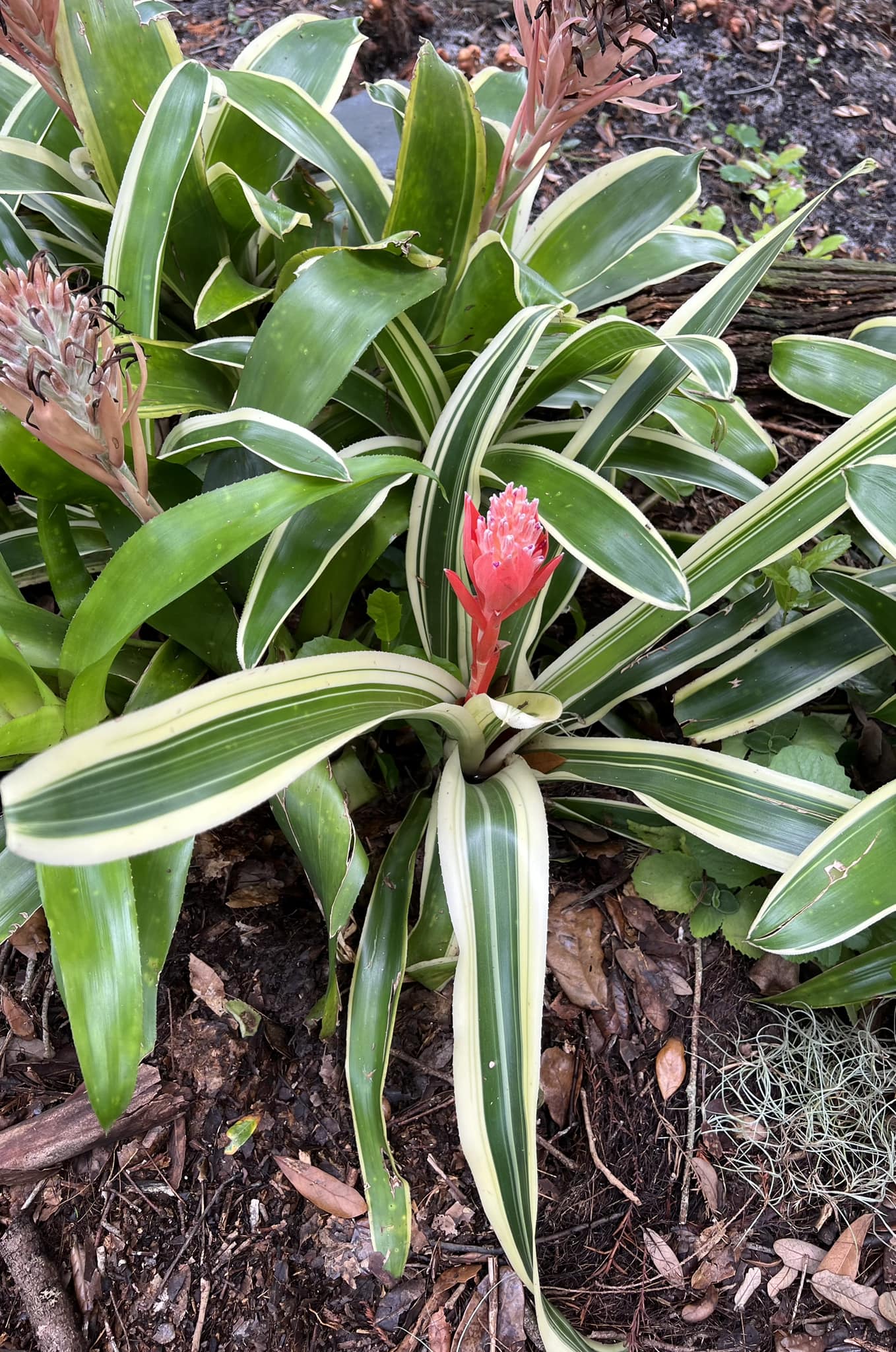 Billbergia 'La Vie En Rose' bromeliad in a unique English pottery vase