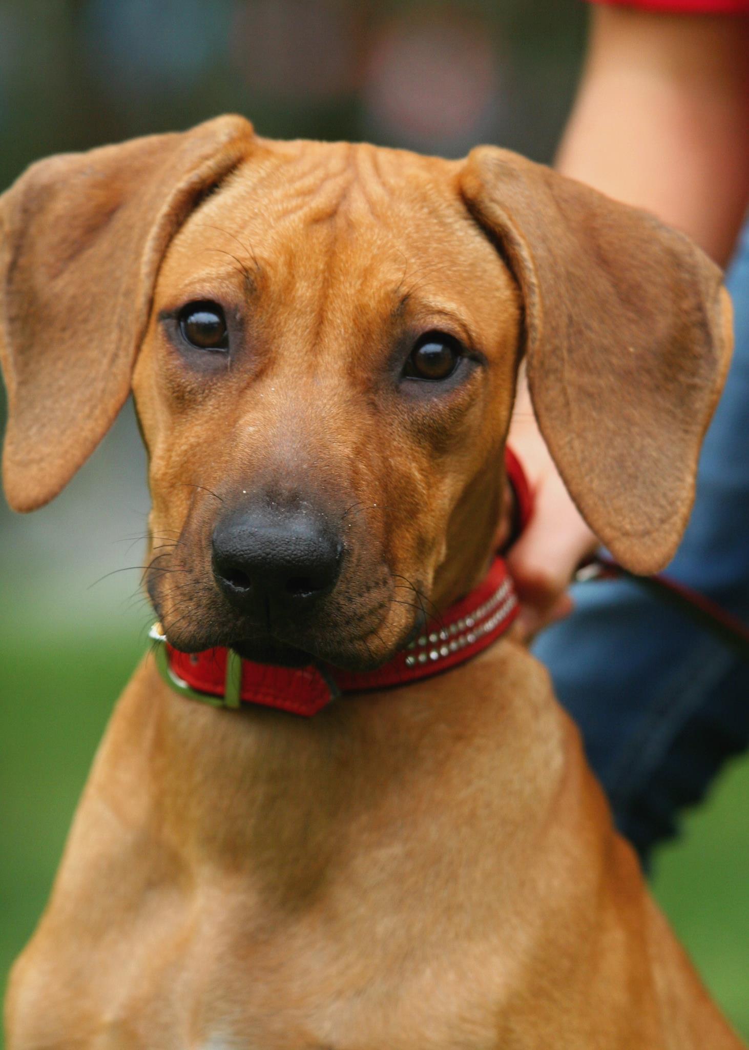 Tailor Made Rhodesian Ridgebacks
