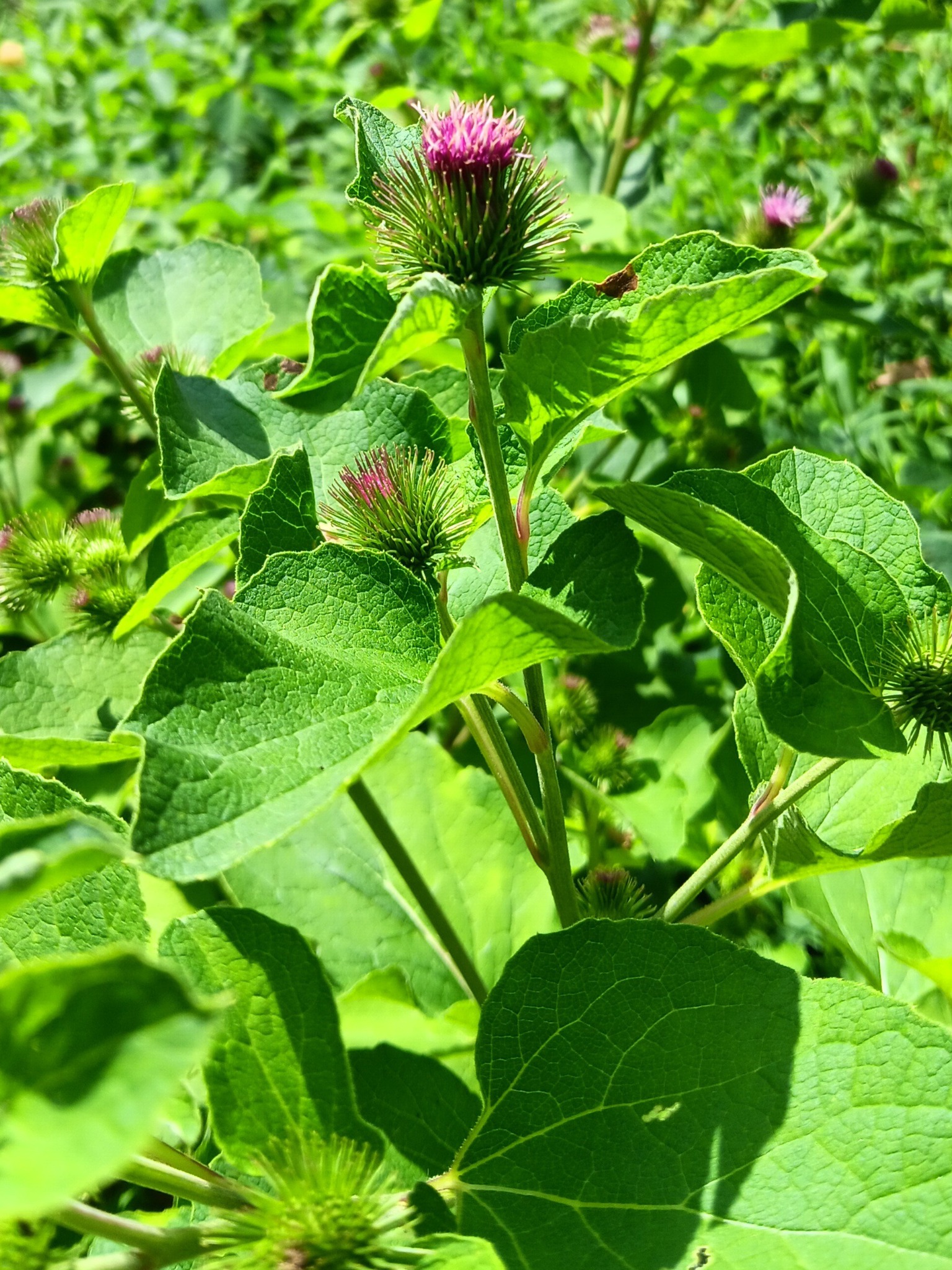 What is Galinsoga spp or chickweed in South Central Michigan?