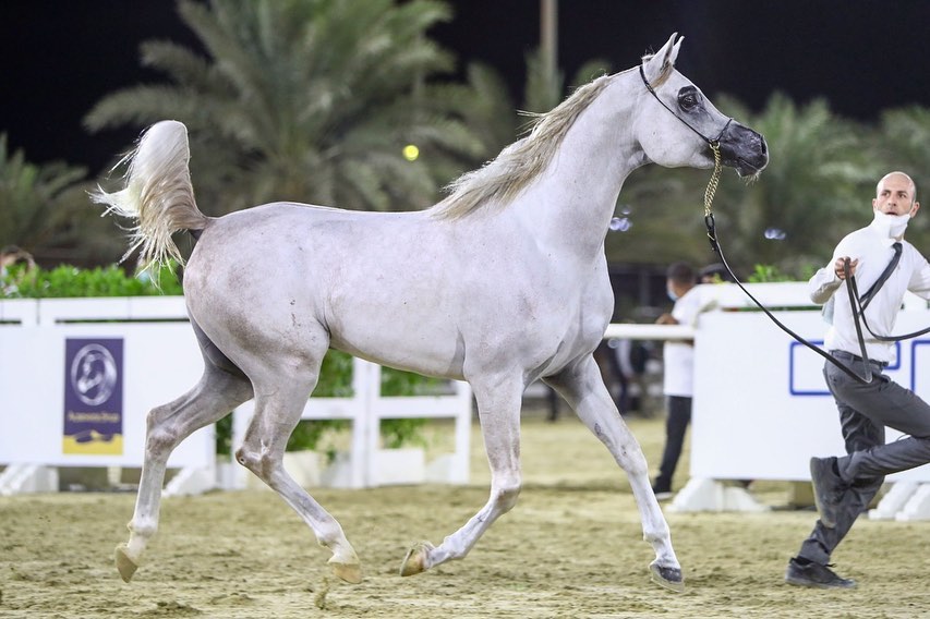 CLASS 9 COLTS IN 3YEARS OLD SECTION B 1ST PLACE: 275 J GERGESHAN - AL ...