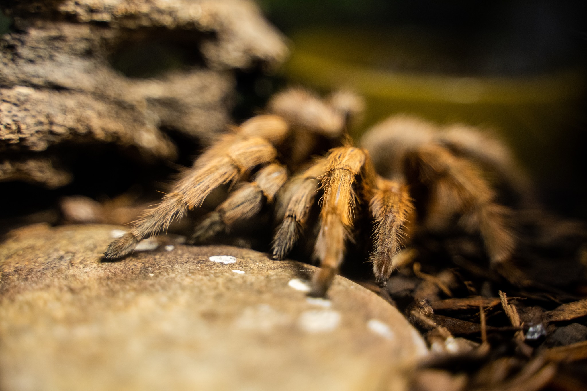 Bee - Get to know the Tarantula Tarantulas are part of the family of ...