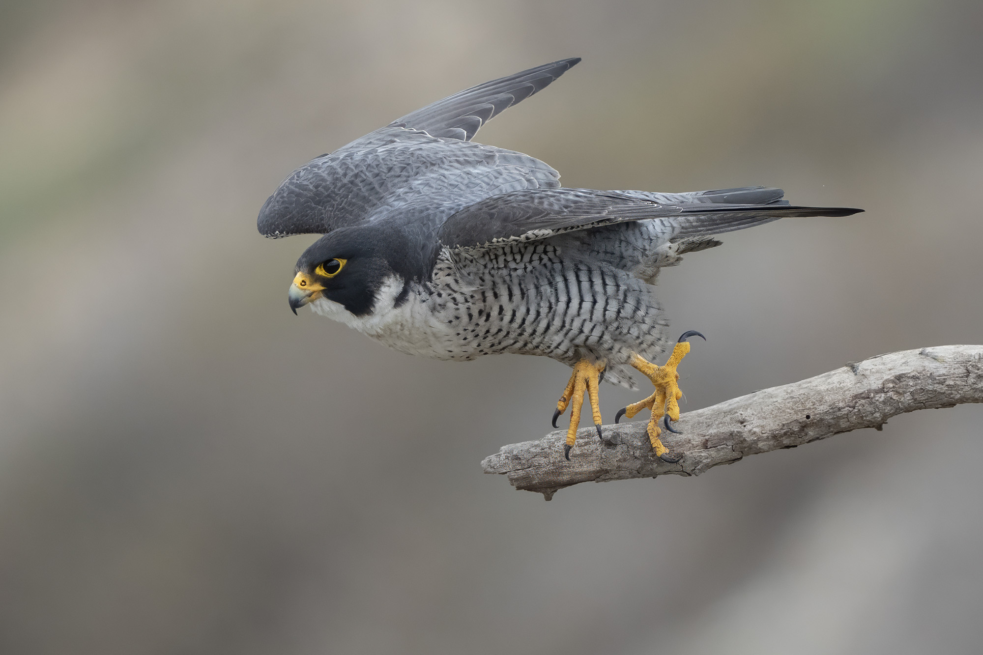 Birds of Prey | Peregrine falcon, male | Facebook