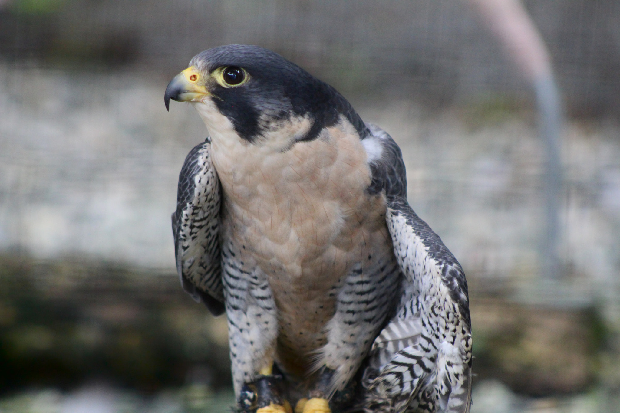 Did you know Peregrine Falcons are... - Alaska Raptor Center