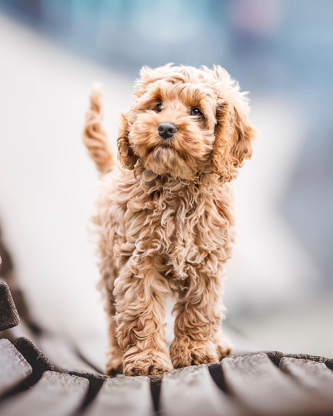 Cockapoo Owners | 😍😍😍 so cute | Facebook