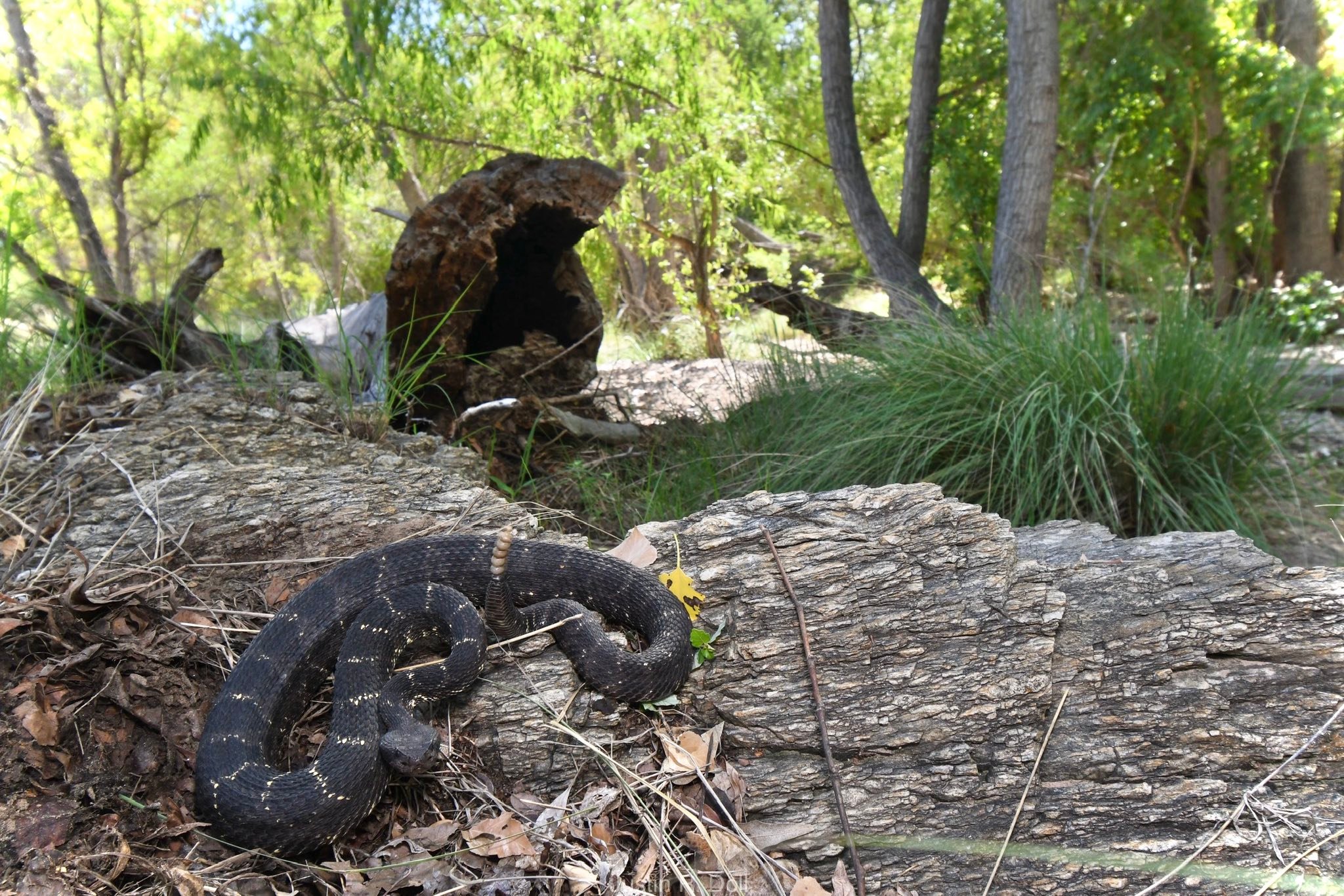 Justin - Arizona Black Rattlesnake | Facebook