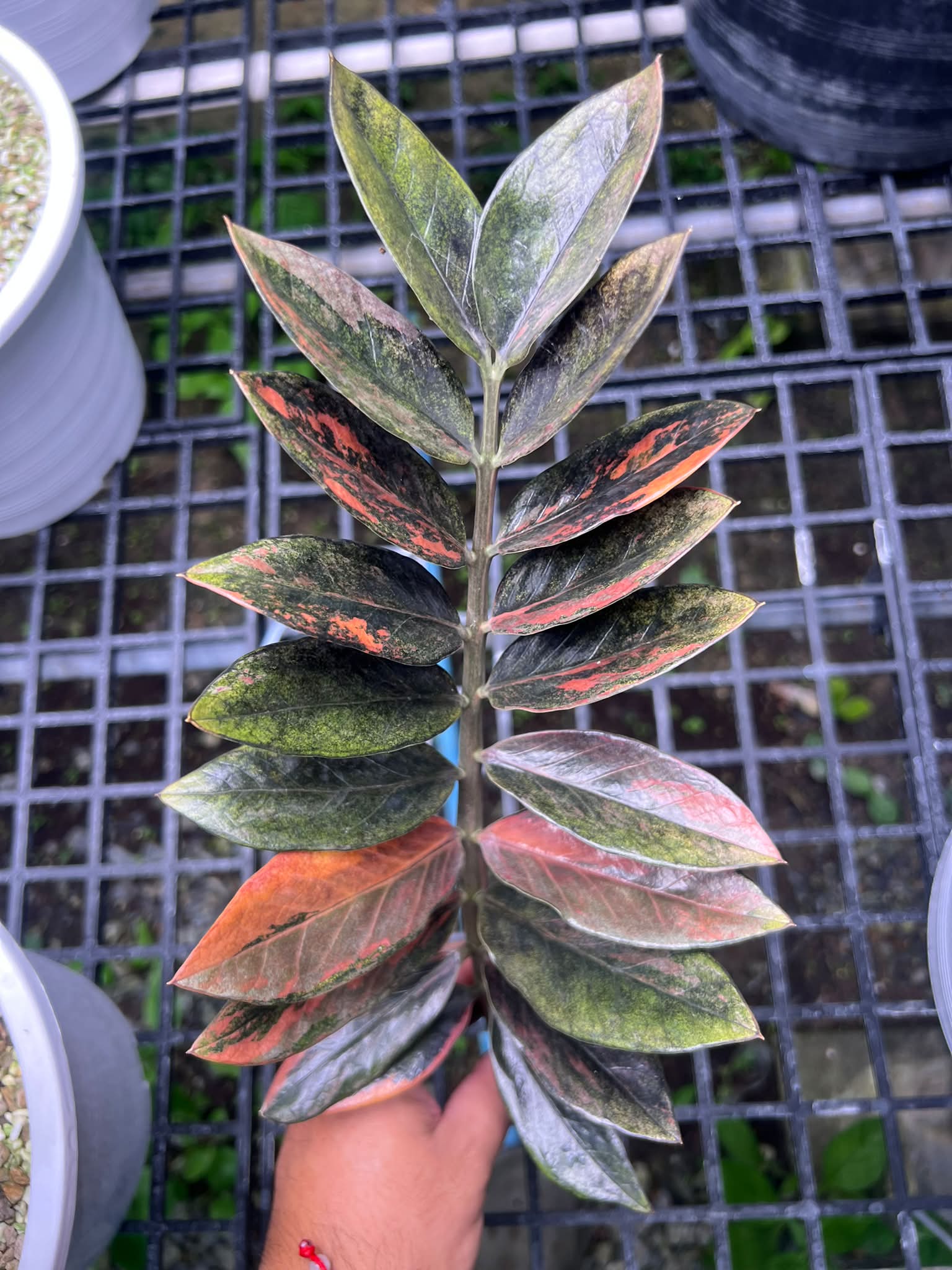 Black Variegated ZZ 🌿