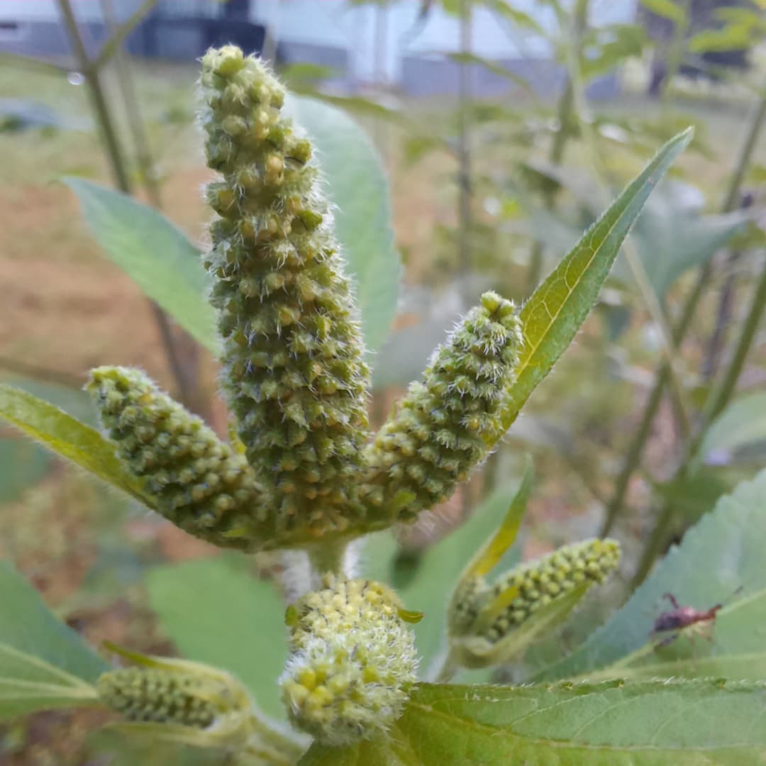 Better Nature Urban Greening - of the #insects that are attracted to ...