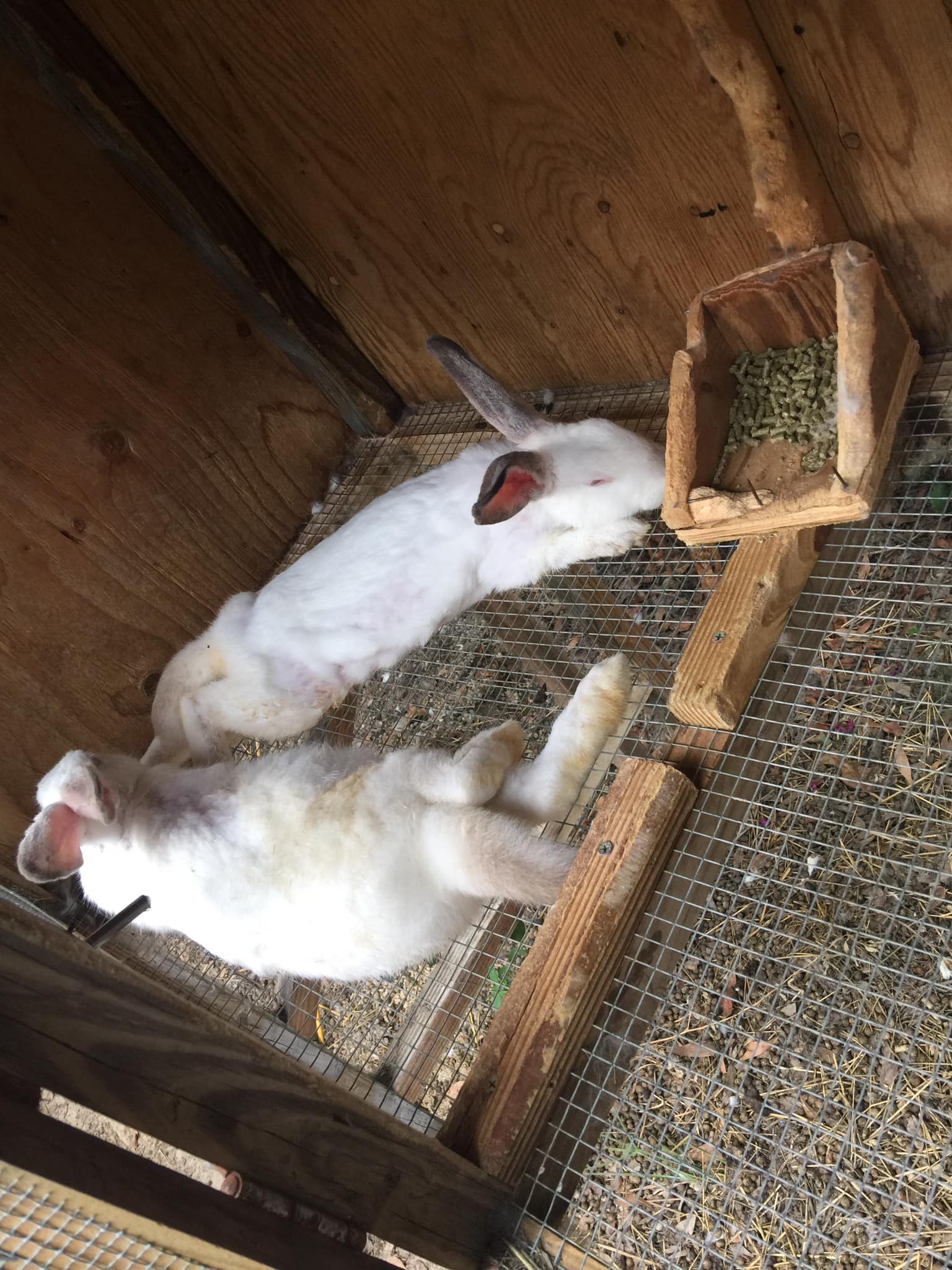 Lower Alabama Rabbits added a new... - Lower Alabama Rabbits