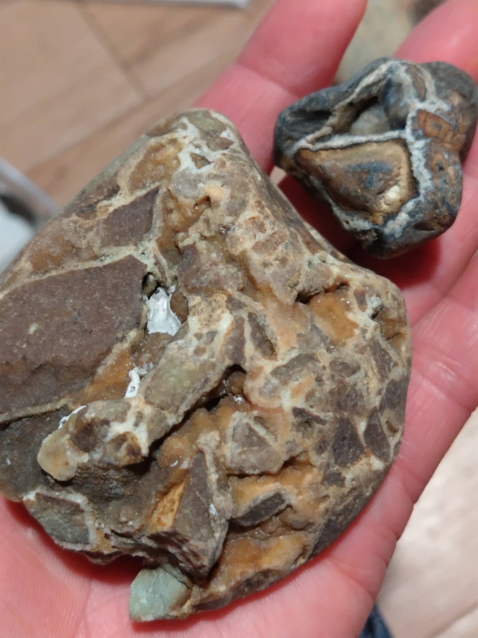 東京都西多摩郡奥多摩町にある鉱山で見つけた岩石ですが、なんと愚者の