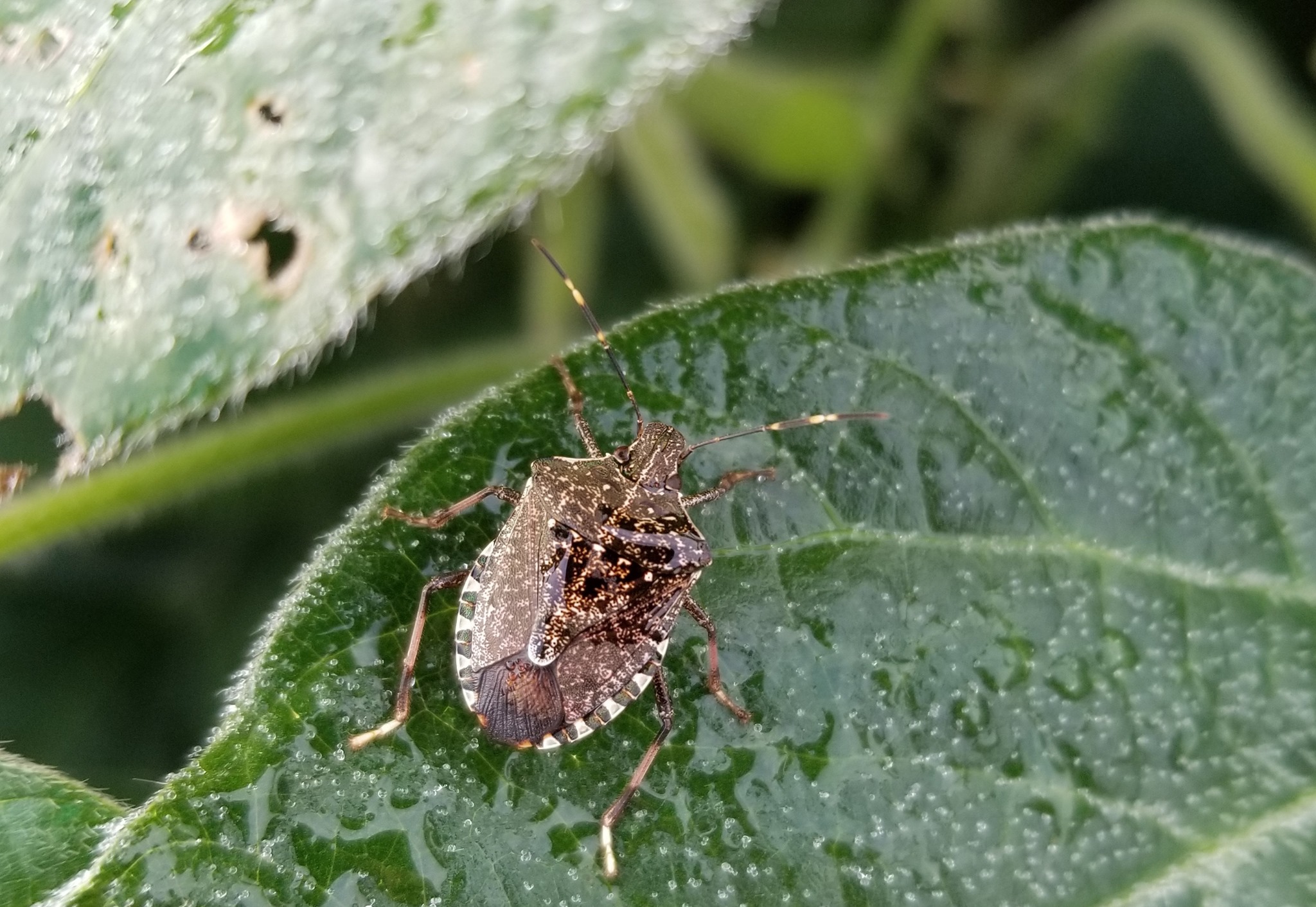 Invasive Species Centre - Brown marmorated stink bug is an invasive ...