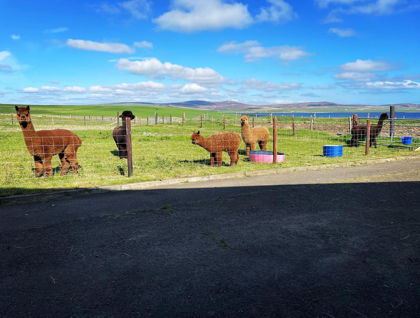 Wolf Creek Farm Colored Angora Goats- Waxahachie - Found out someone’s ...