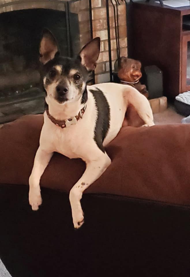 Smidget Rescue - 8 year old male Toy Fox Terrier, about 12...