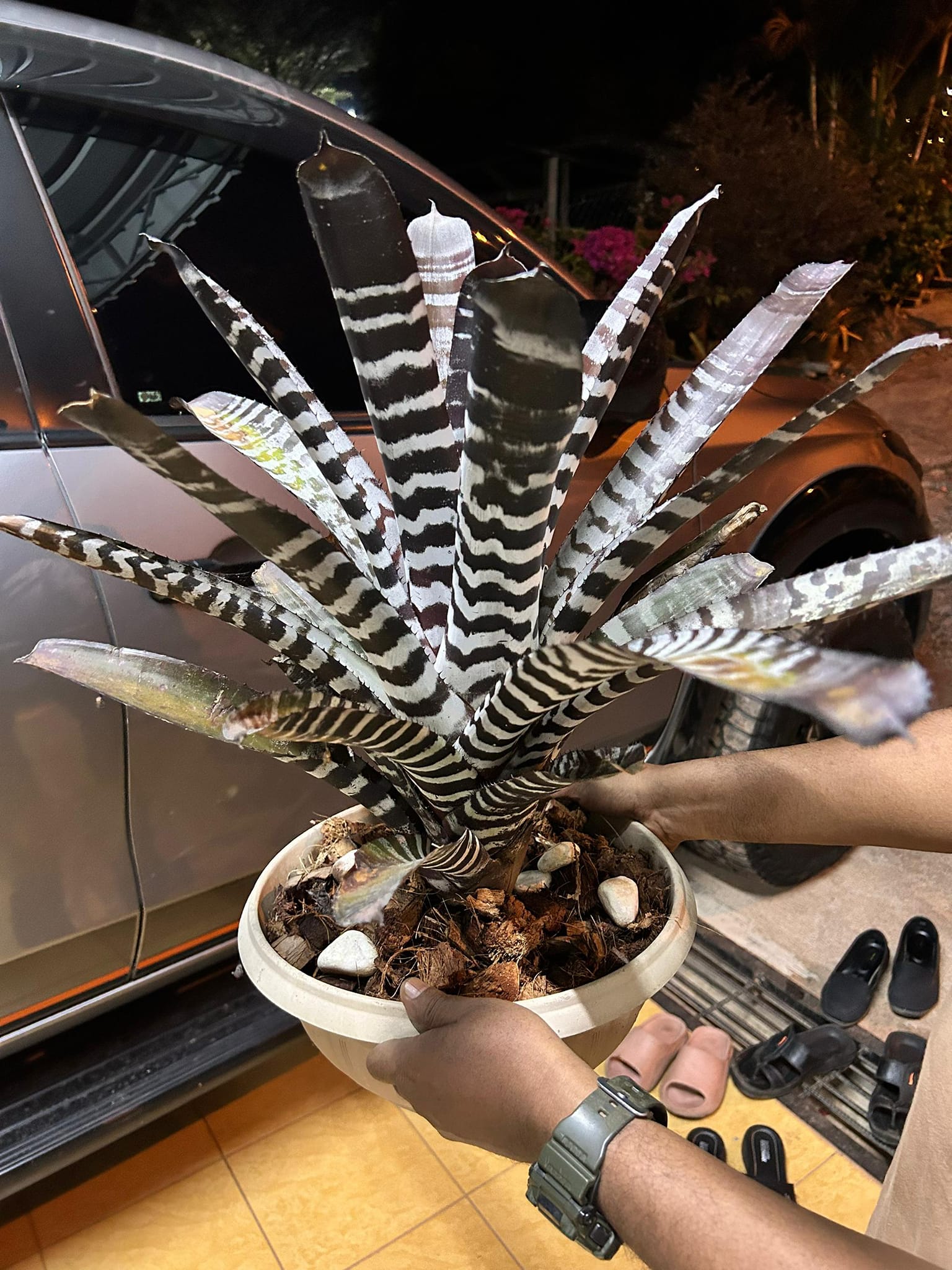 That beauty in the middle is Aechmea chantinii 'Black' 🖤🩶🖤