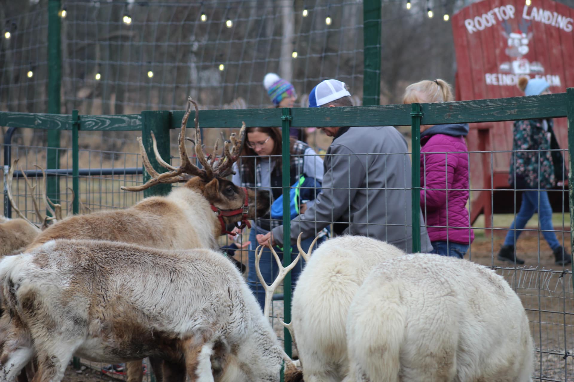 Open today Wednesday,... - Rooftop Landing Reindeer Farm