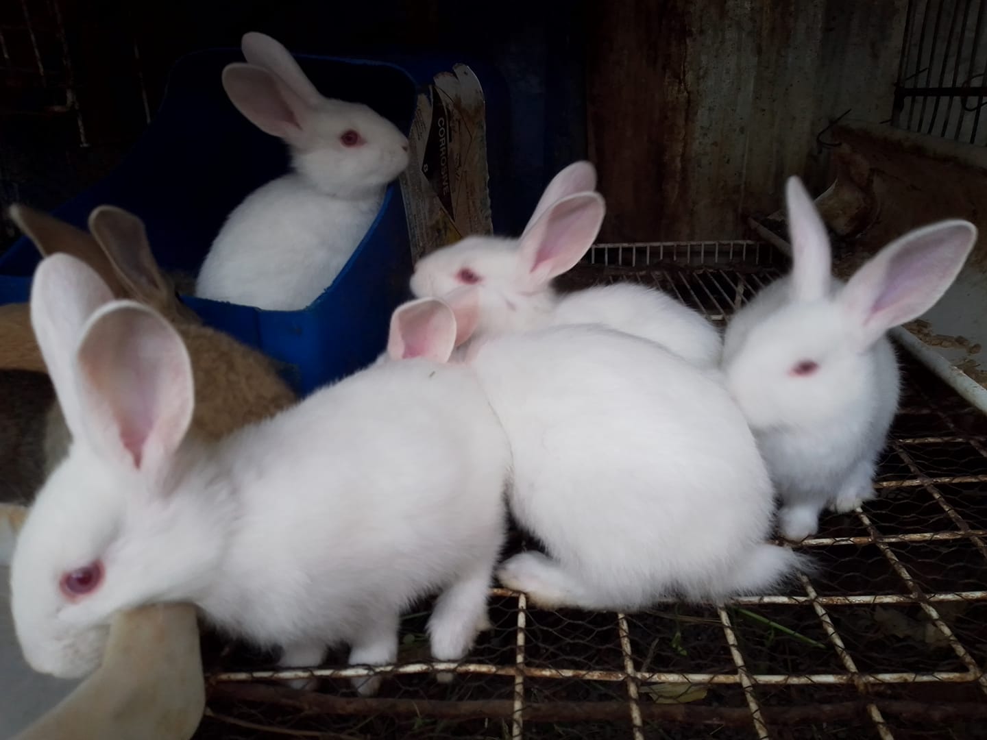 Zimbabwe Rabbits