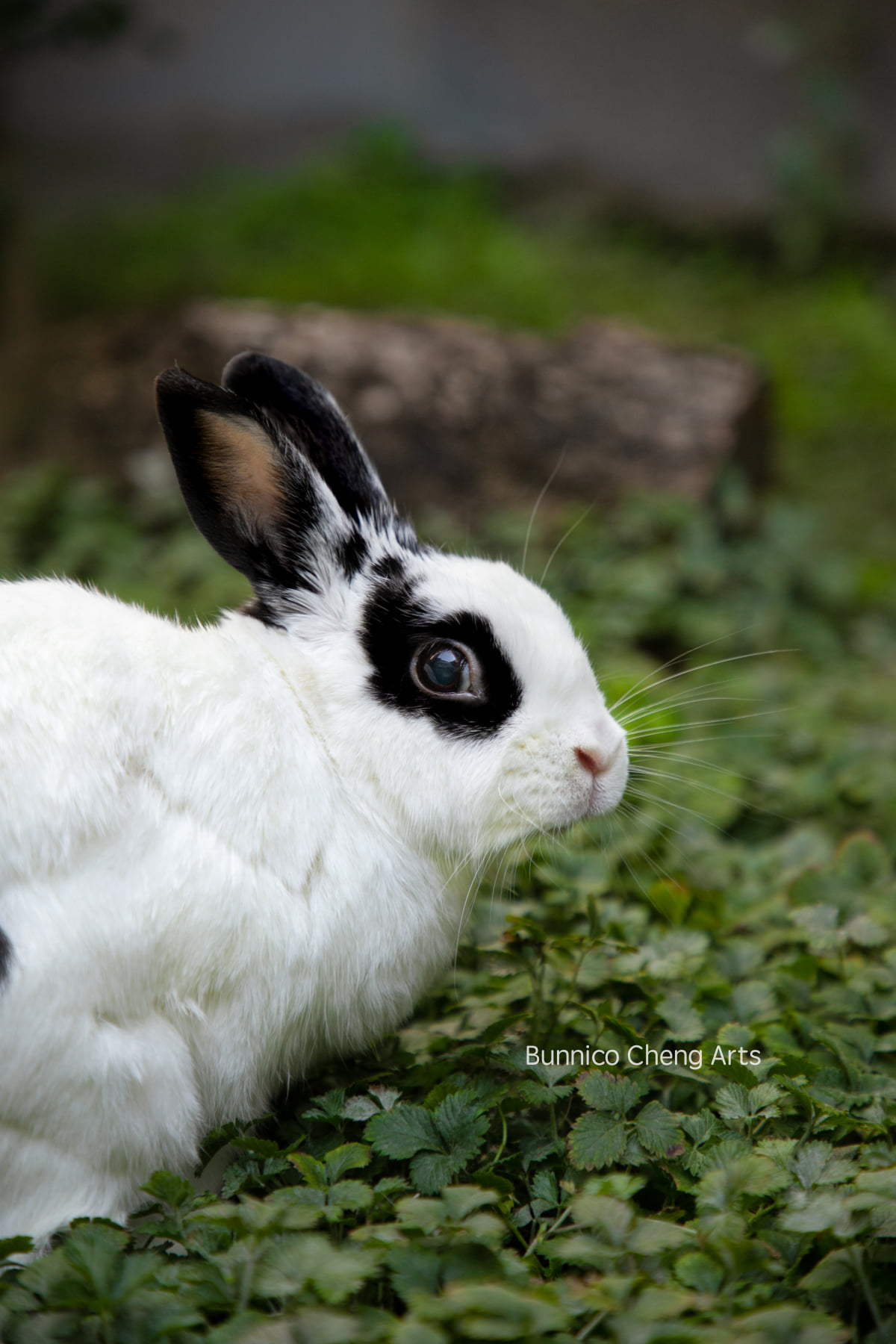 歡迎預約 🐇 友愛兔攝影 💕 服務，留下有愛兔的美好印象。... - Friend Rabbit 友愛兔 | Facebook