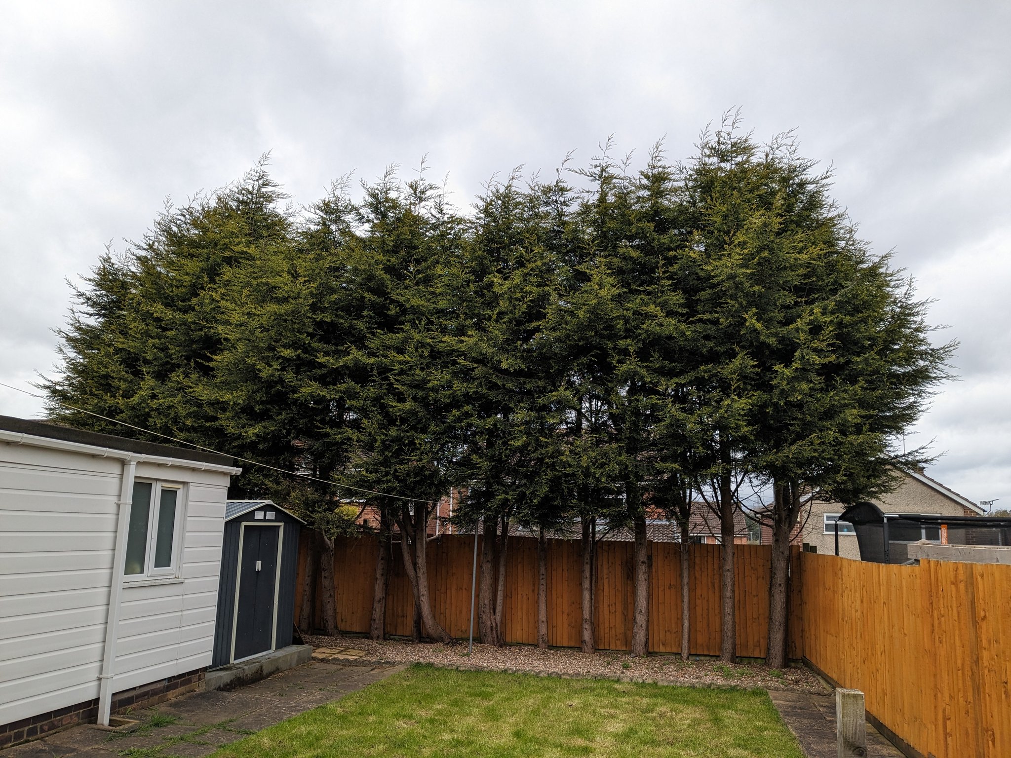 Beddow Tree Limited