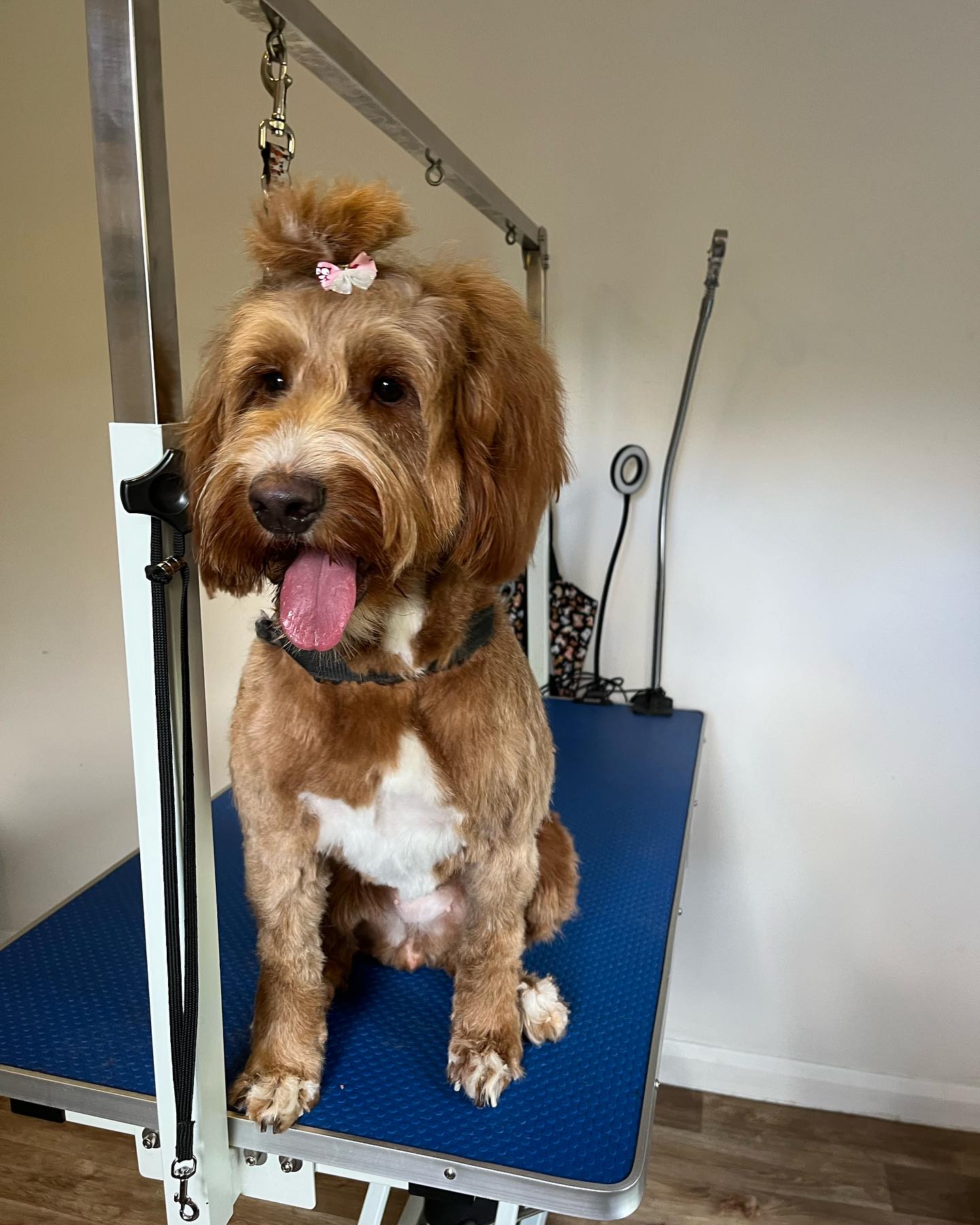 Los Perritos Dog Grooming | Guildford