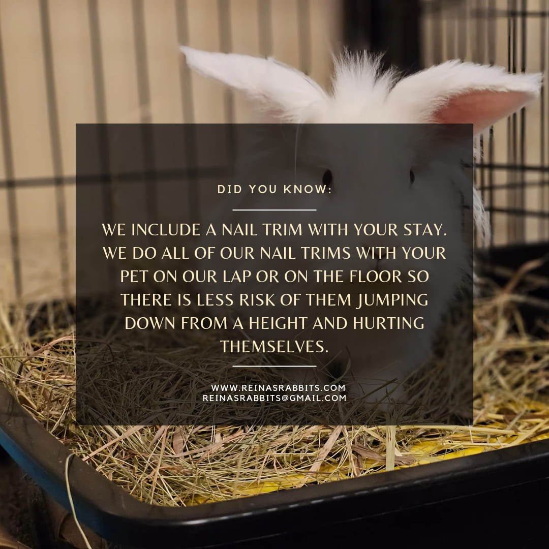 Did you know all... - Reina's Rabbits & Small Animal Boarding | Facebook