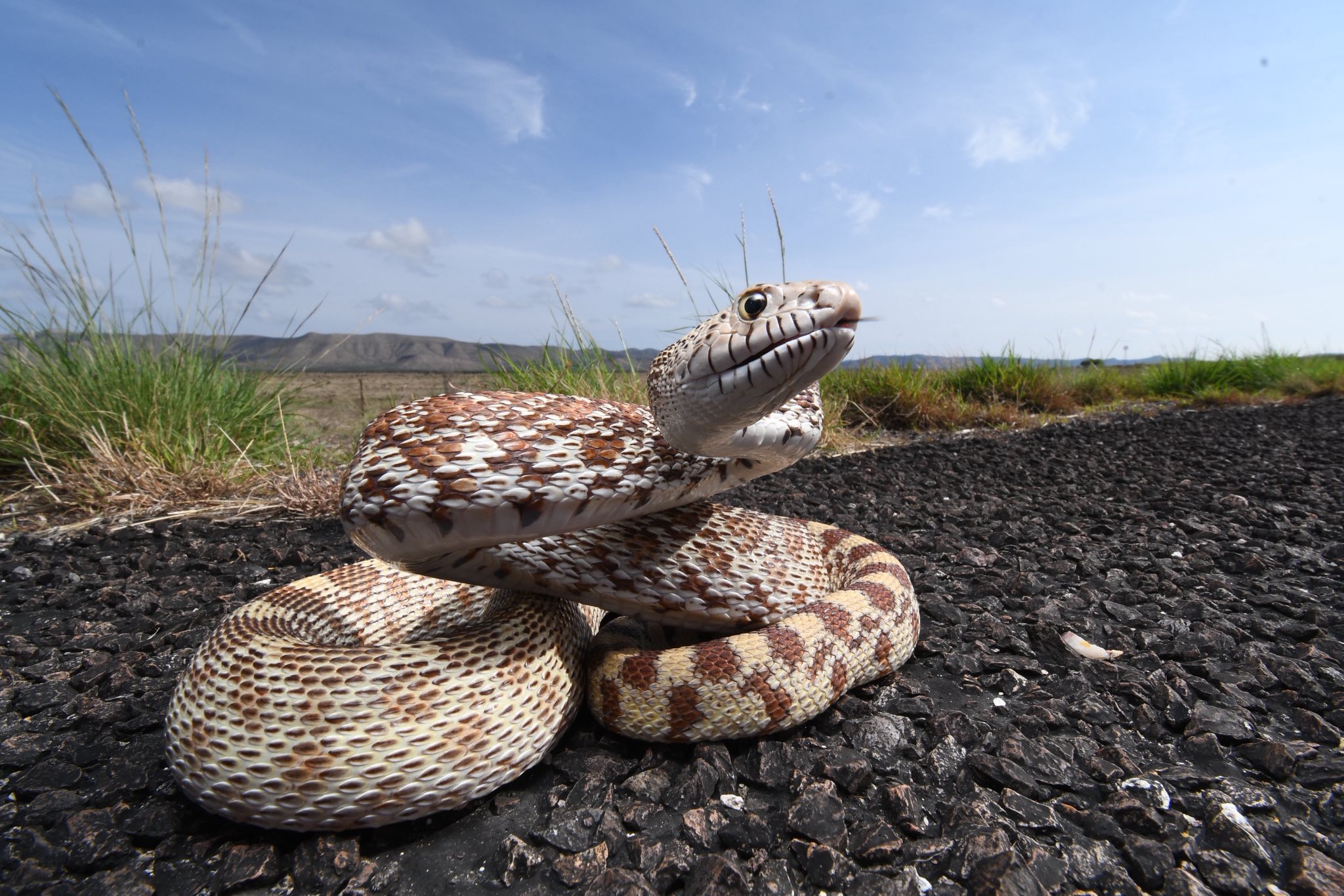 Justin - Gopher Snake from Texas | Facebook