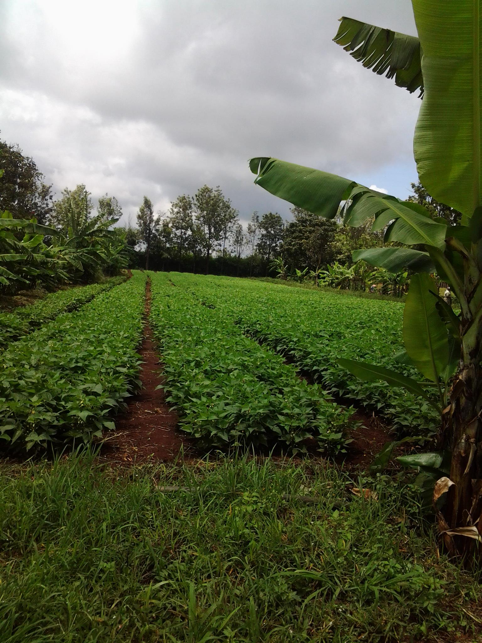 Samar Farm | Maragua