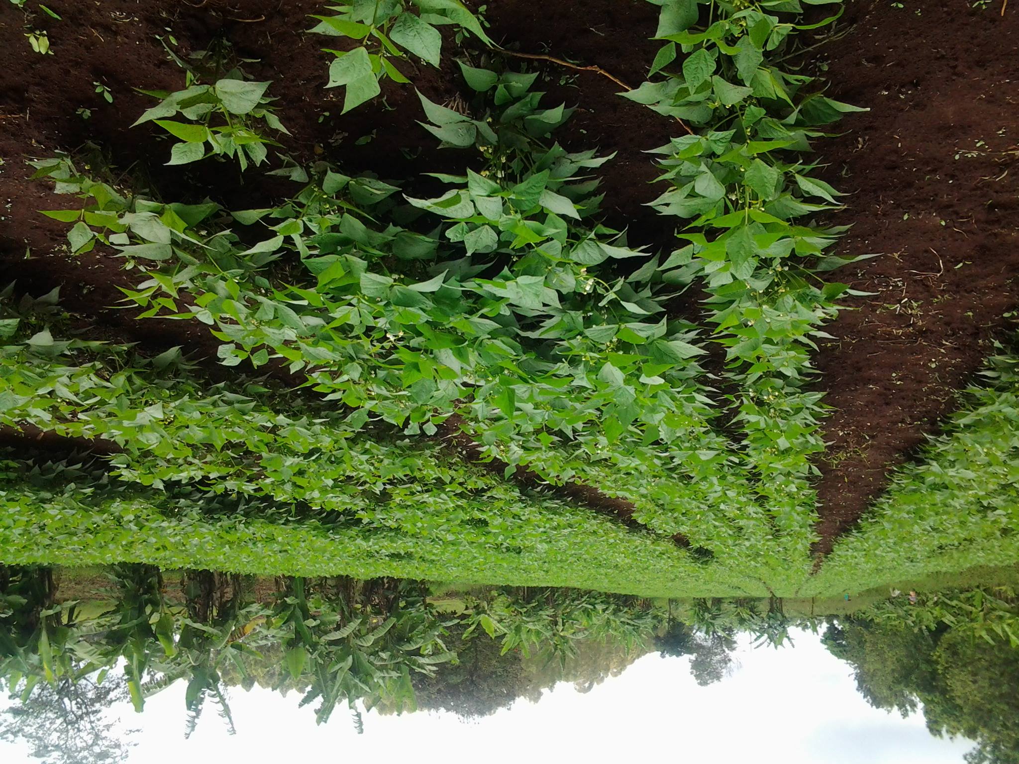 Samar Farm | Maragua