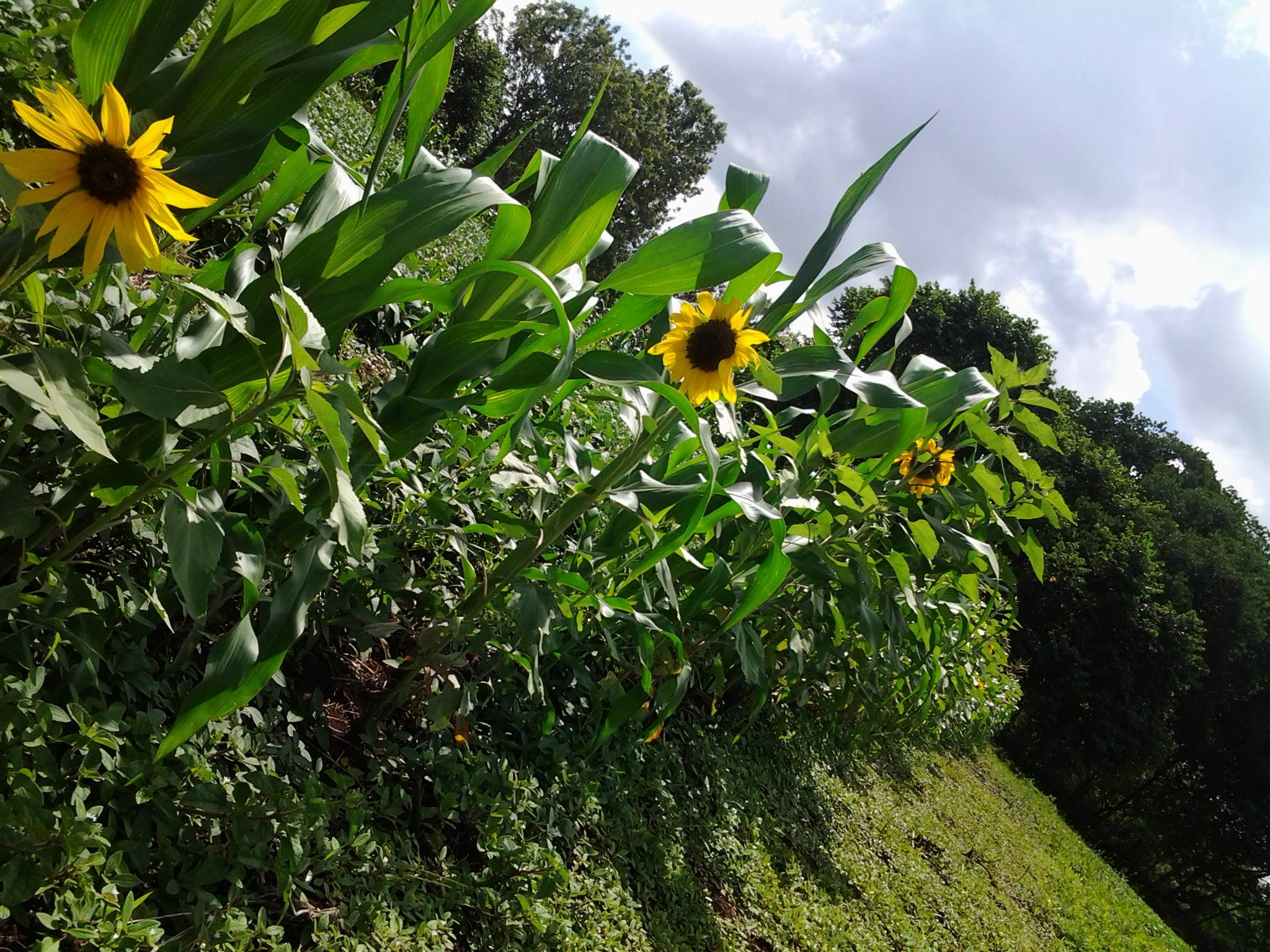 Samar Farm | Maragua