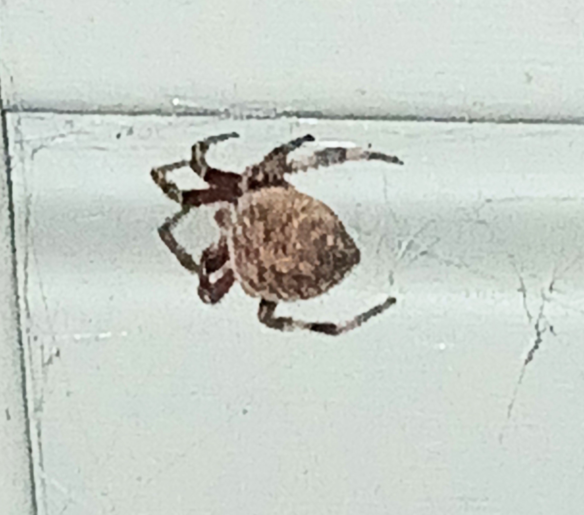 Orange spider in weird spot with huge web
