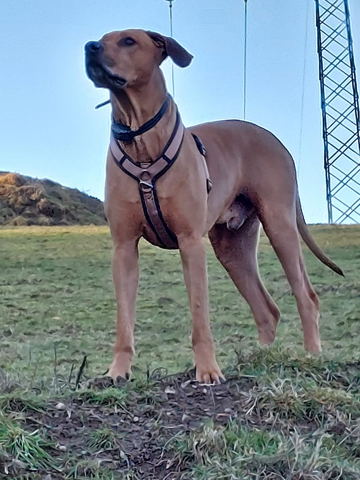 Noch zum Ausklang... - Rhodesian Ridgeback Jambo Hilfe e.V ...