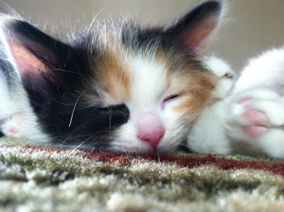 Safe Home Rescue