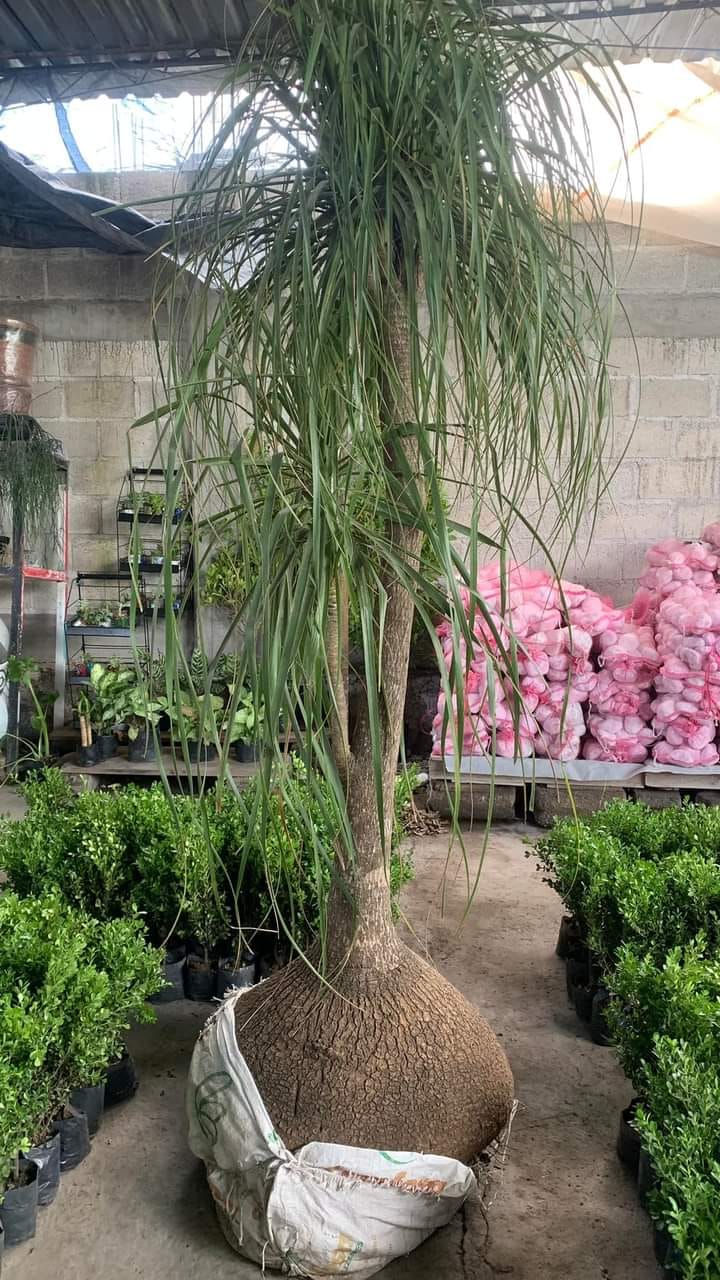 Planta Beaucarnea Nolina Recurvata – Pata De Elefante Mini De 20-30 Cm, Tronco Engrosado Y Hojas Arqueadas, Ideal Para Interior