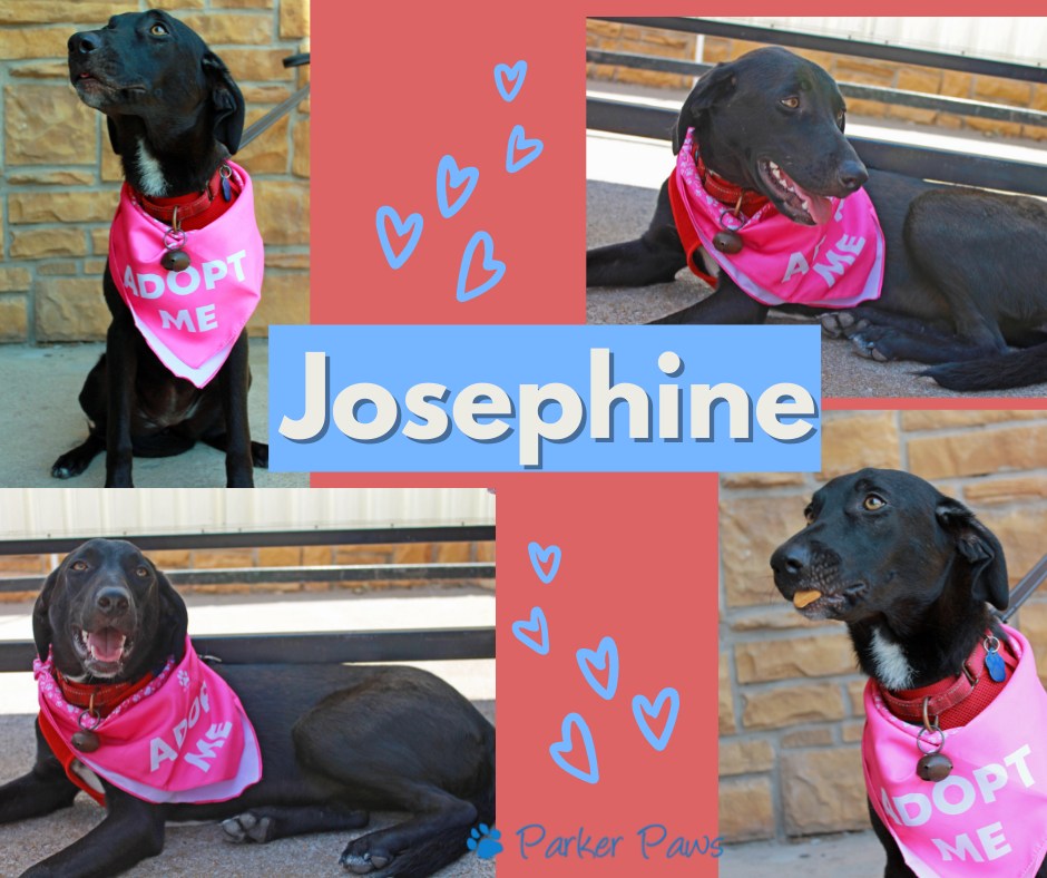 What pet is perfect for Josephine Jobert 