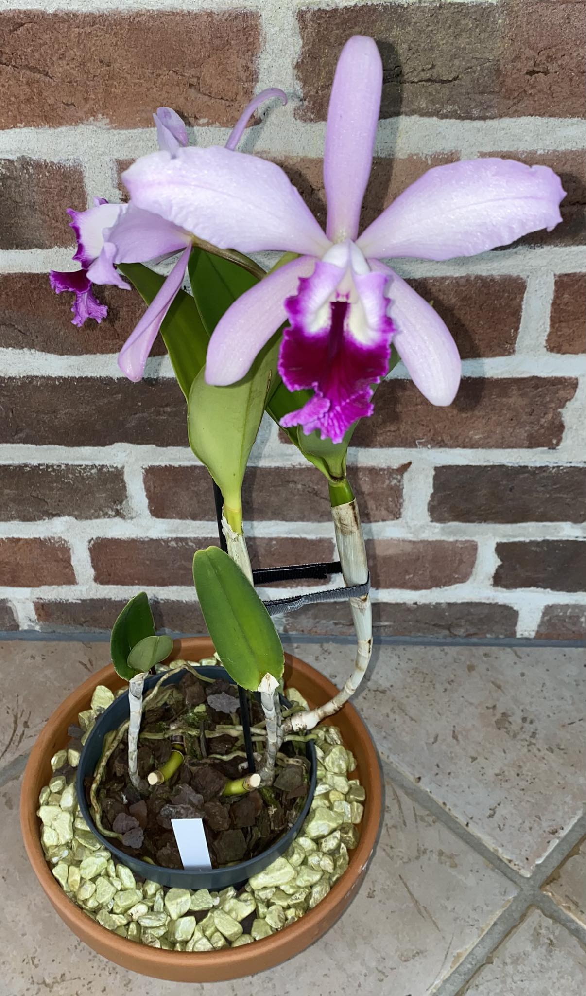 Cattleya zip orchid, a 1965 laelia hybrid